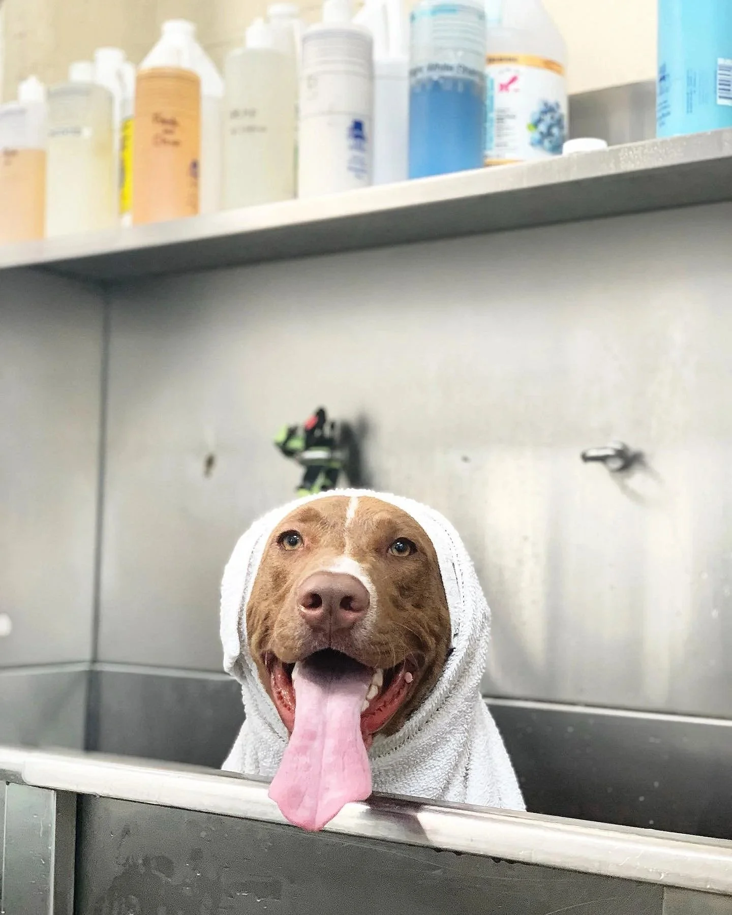 West La Dogs- Small Dog Building