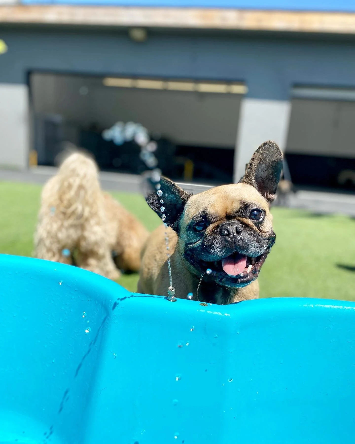 A smiling French Bulldog puppy playing in a small blue plastic pool with water, outdoors on green grass, with a blurred garage or building in the background.