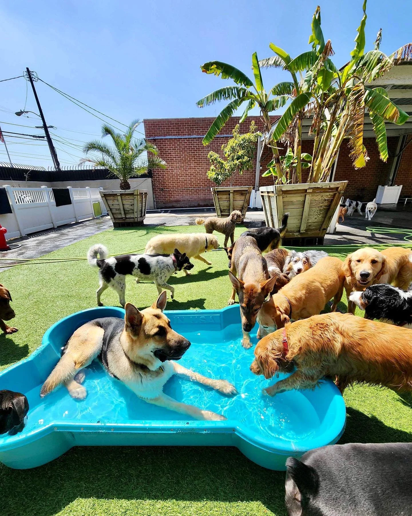 Multiple dogs of various breeds and sizes playing in a backyard, with some in a small blue kiddie pool, under a clear blue sky, surrounded by palm trees, potted plants, and a brick building.