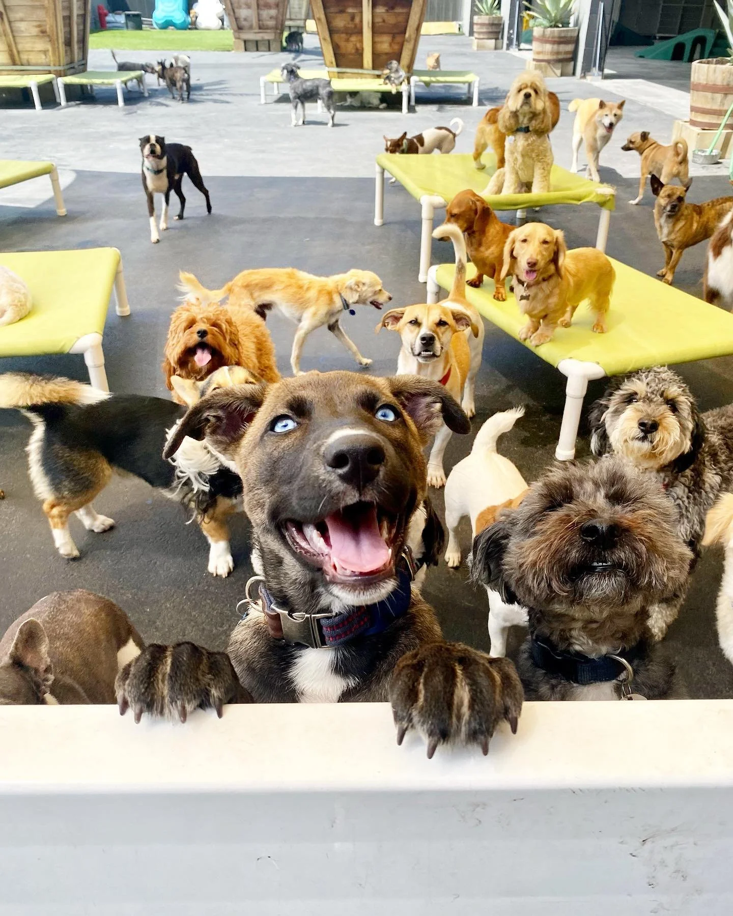 West La Dogs- Small Dog Building