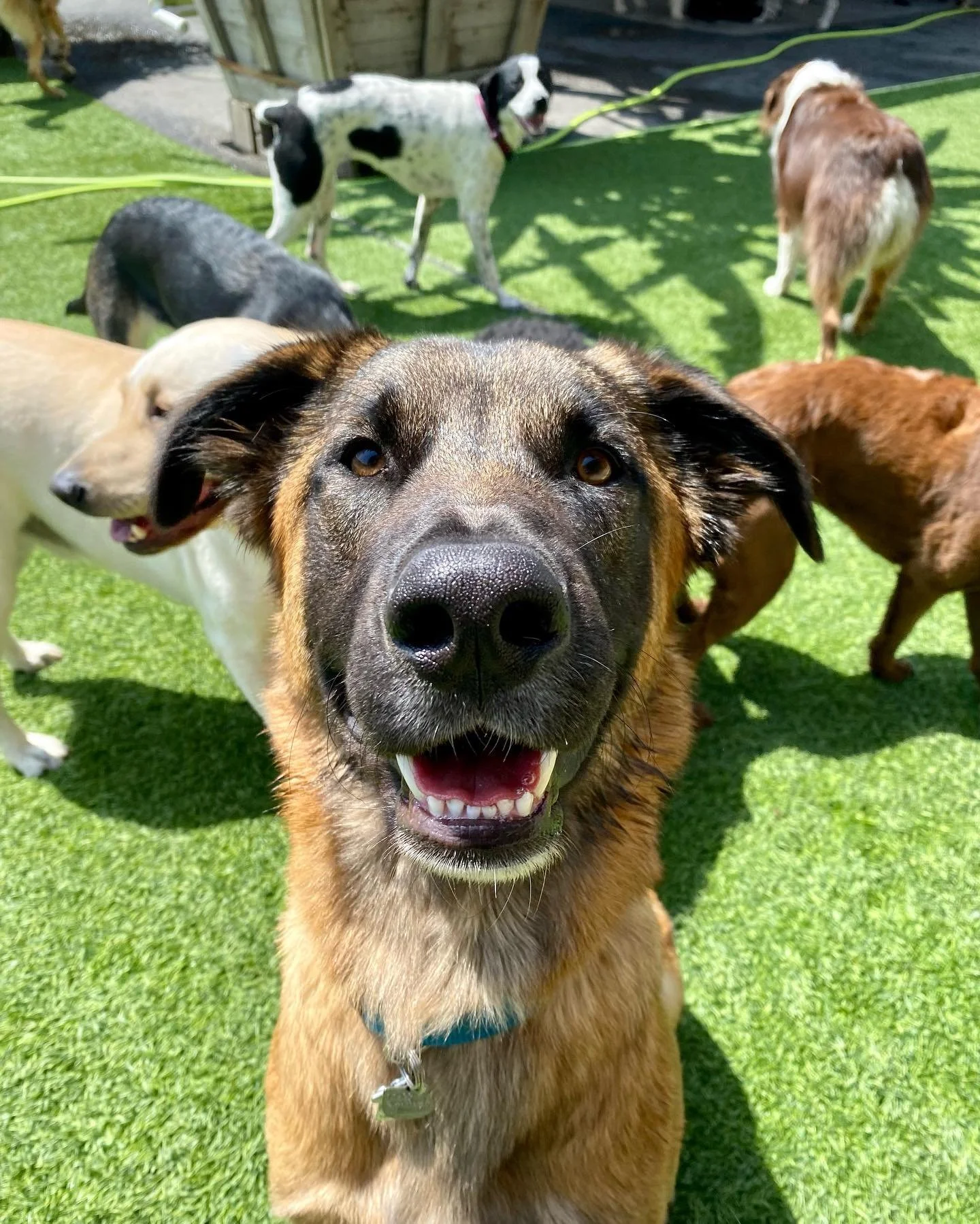 Close-up of a happy brown dog with black markings on face, smiling with teeth showing, standing on green artificial grass surrounded by other dogs.