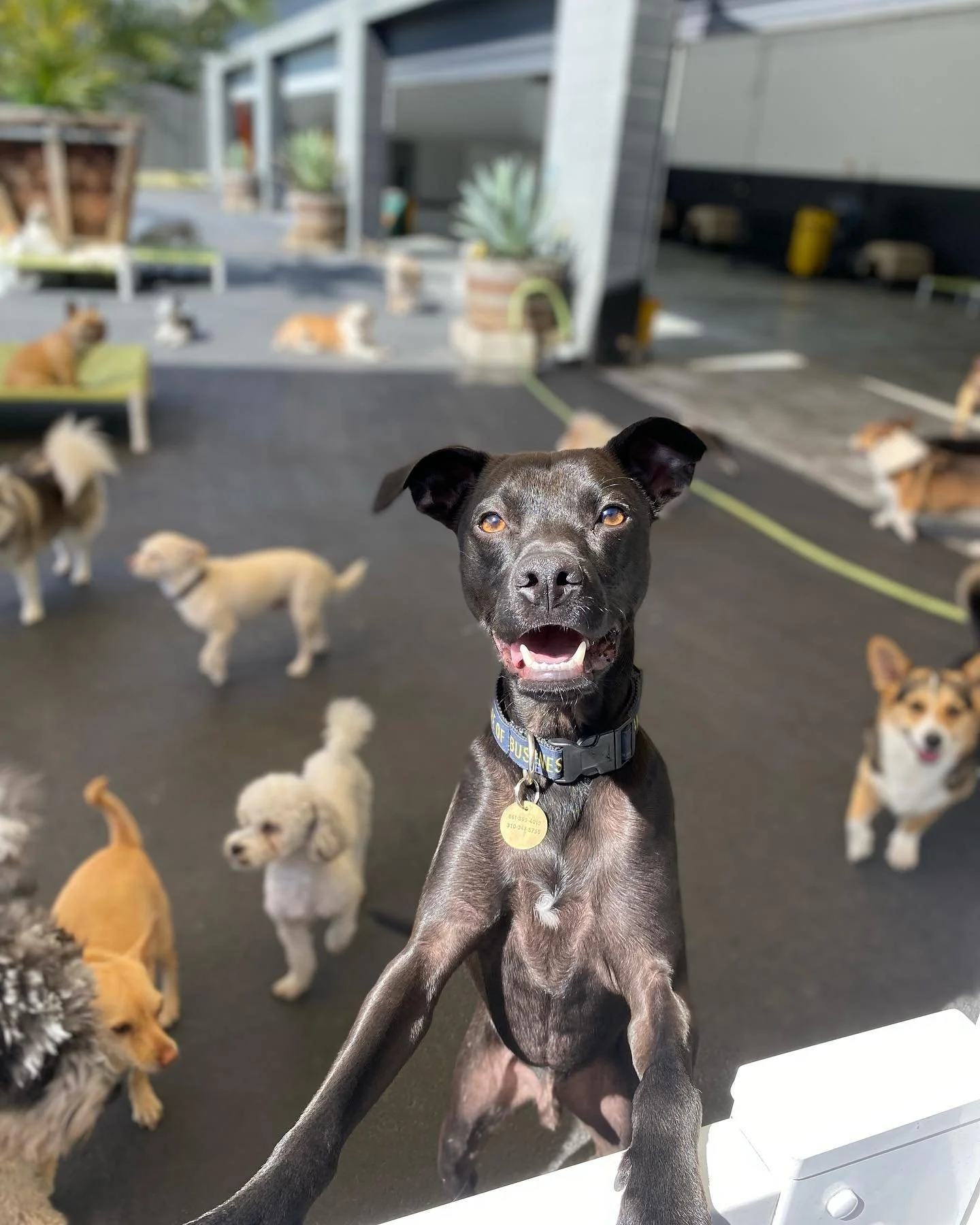 West La Dogs- Small Dog Building