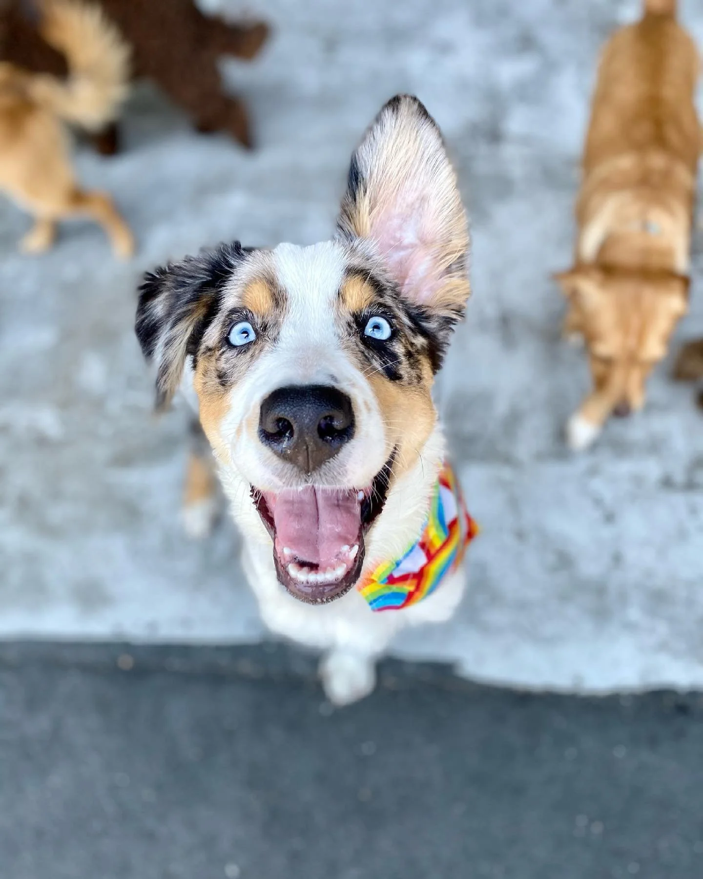 A happy puppy with blue eyes and a multicolored rainbow bandana looking up at the camera, with other dogs in the background on a concrete surface.