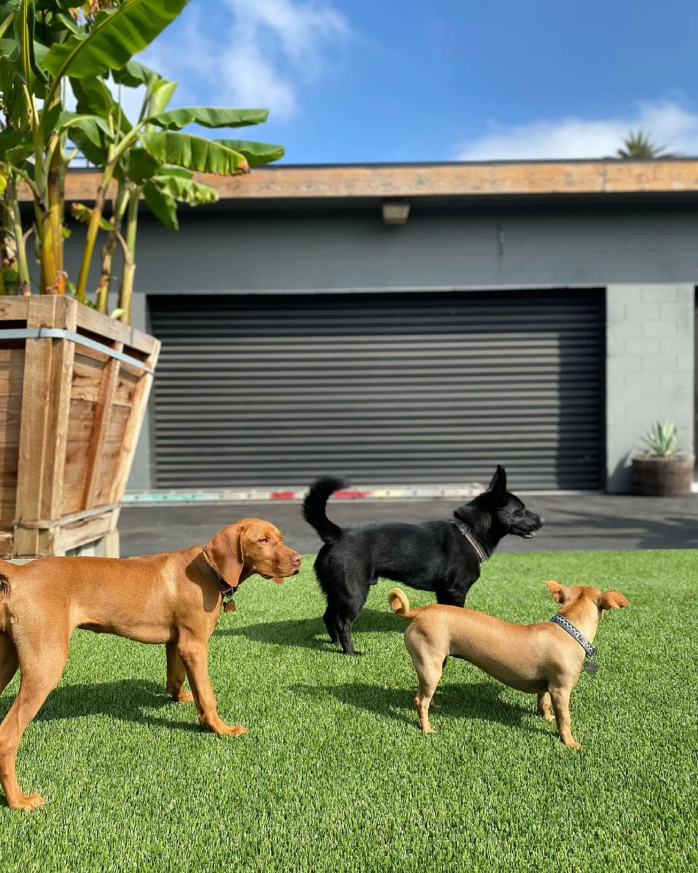 Four dogs on a grassy lawn with a modern house in the background. The dogs include a brown Labrador, a black dog, and two smaller tan dogs.