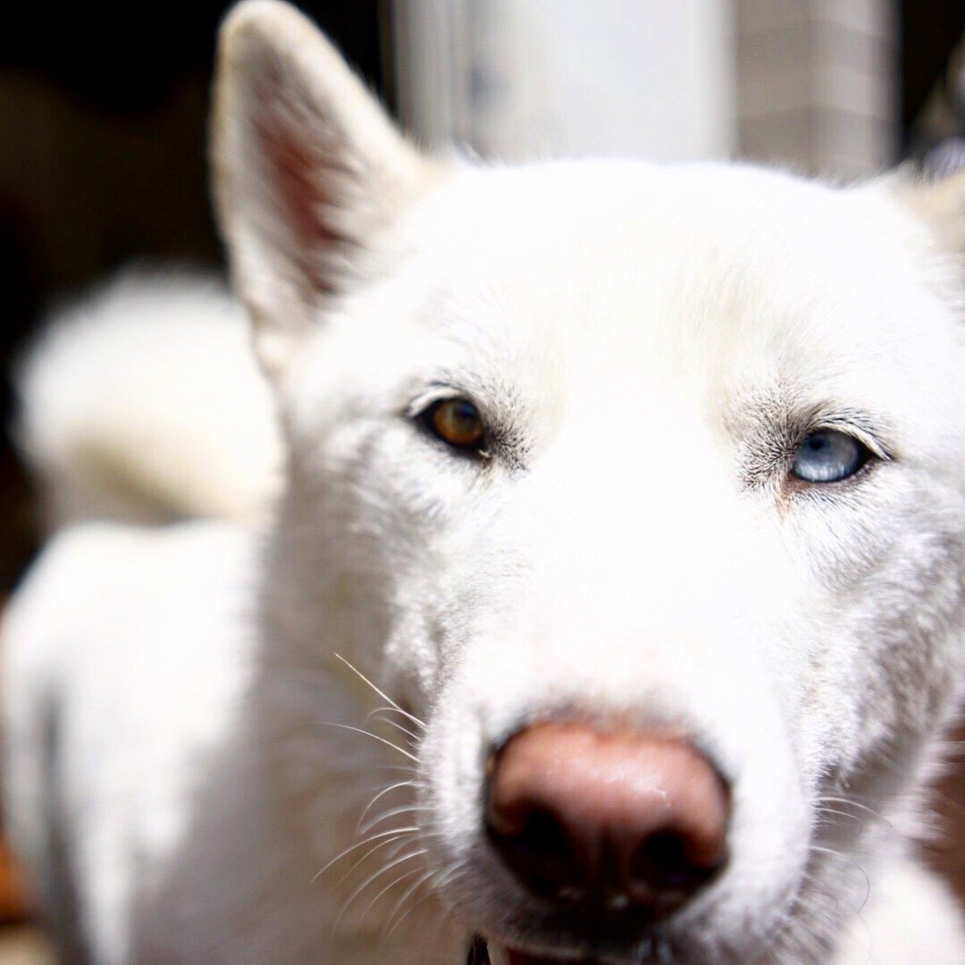 Close-up of a white dog with heterochromatic eyes, one brown and one blue, looking directly at the camera.