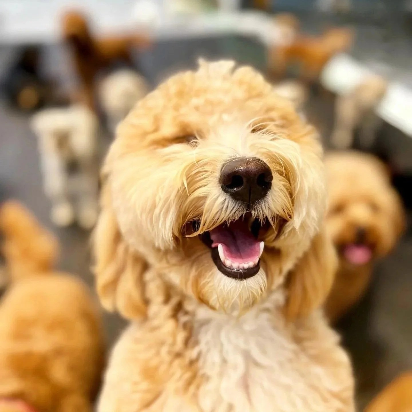 A happy, tan-colored dog with a black nose and an open mouth, surrounded by other dogs in the background.