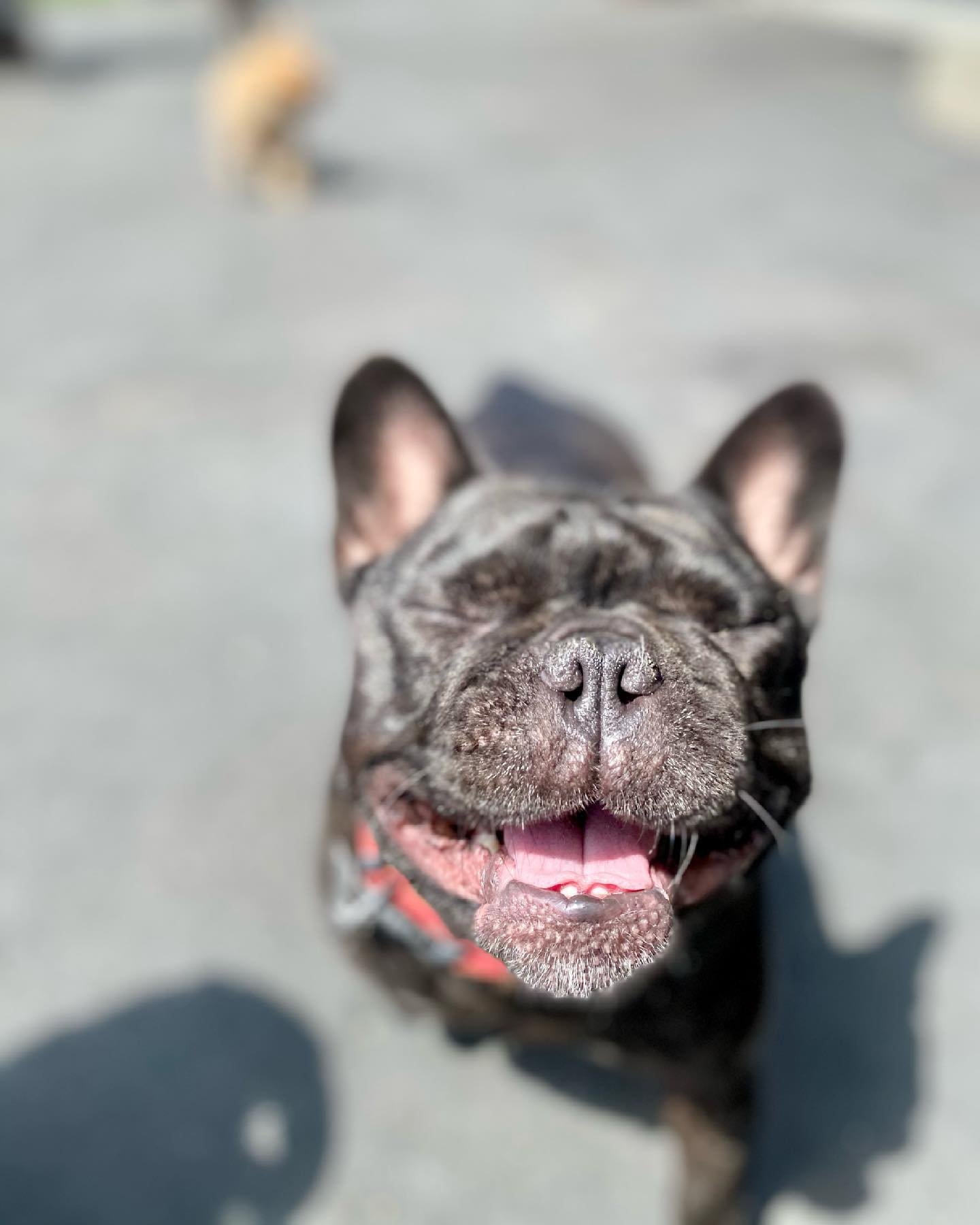 Close-up of a brindle French Bulldog with a pink tongue, smiling at the camera on a gray surface.