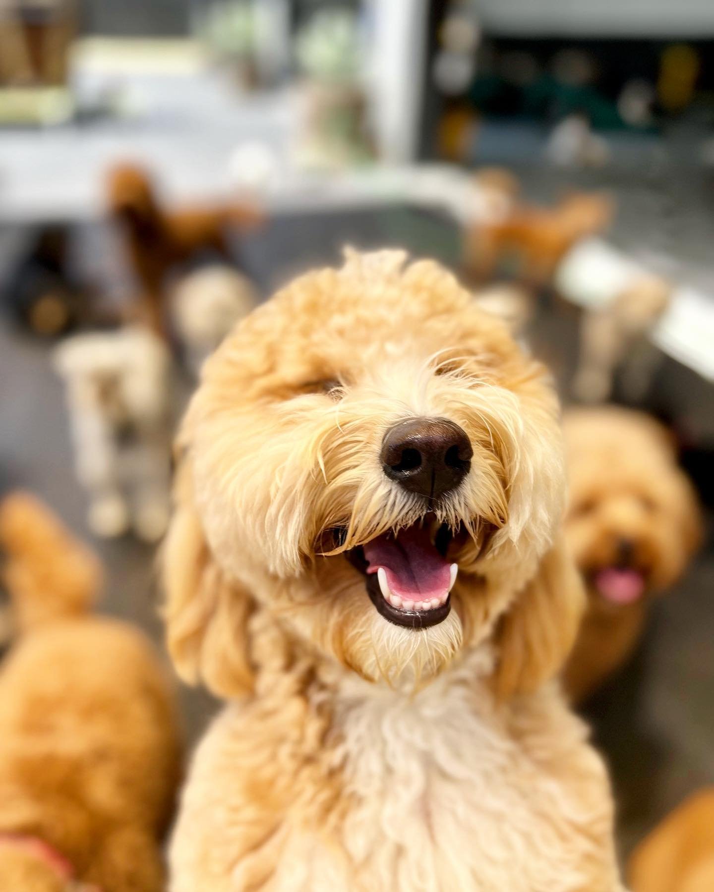 Close-up of a happy, tan, curly-haired dog with open mouth and tongue out, surrounded by other similar dogs in the background.