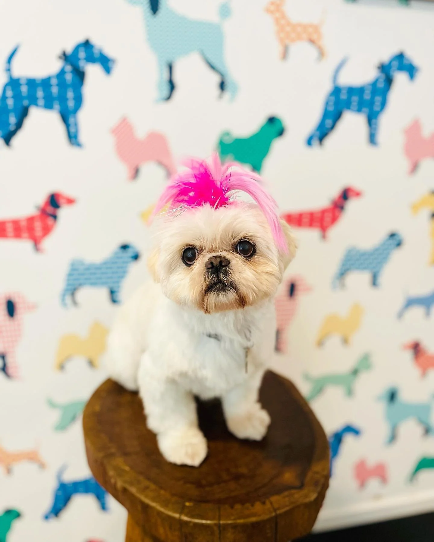 A small dog with a pink tuft of hair on its head sitting on a wooden stool in front of a colorful background with various dog silhouettes.