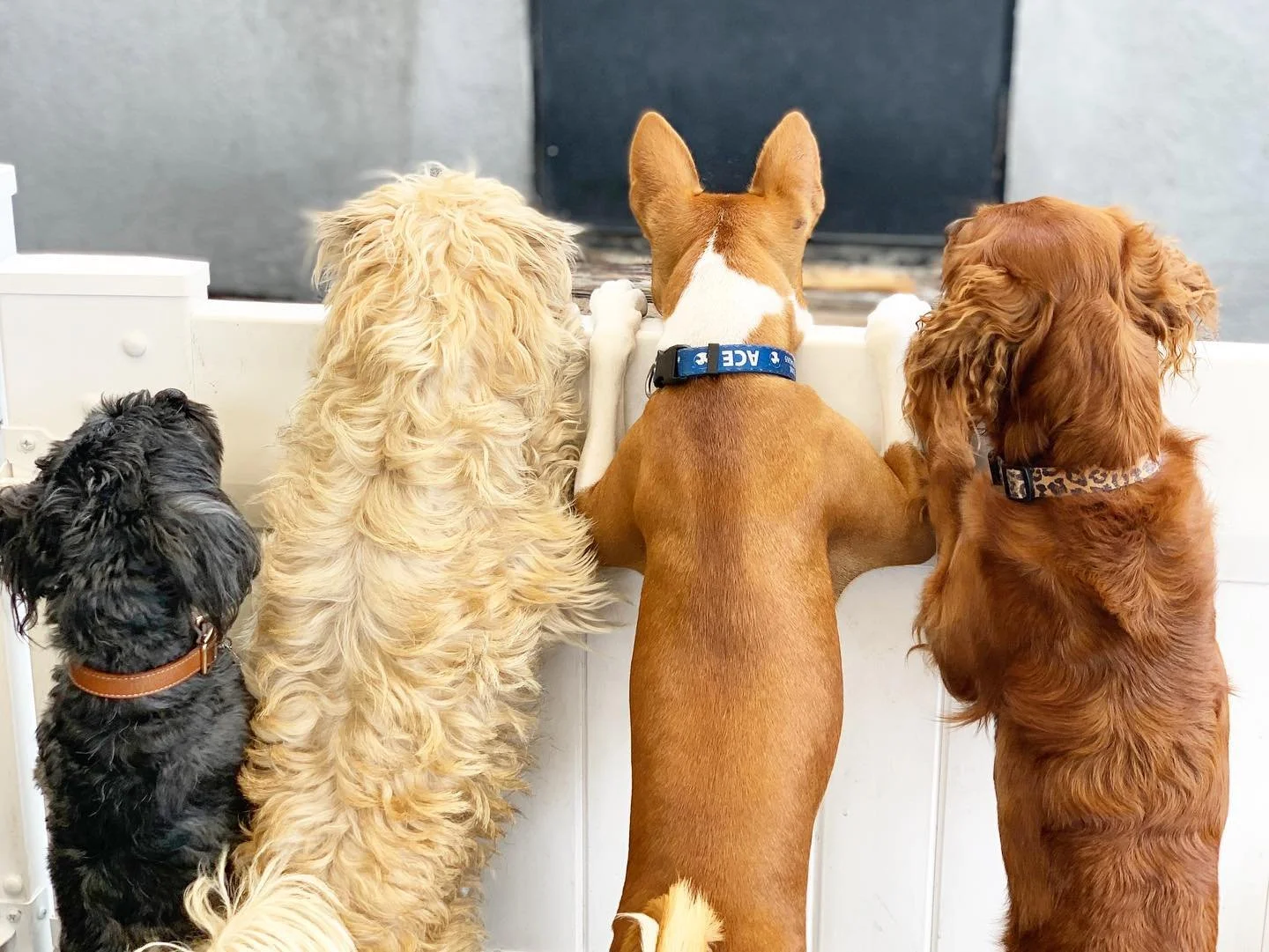 Four dogs standing with their front paws on a white barrier, looking through a door or window.