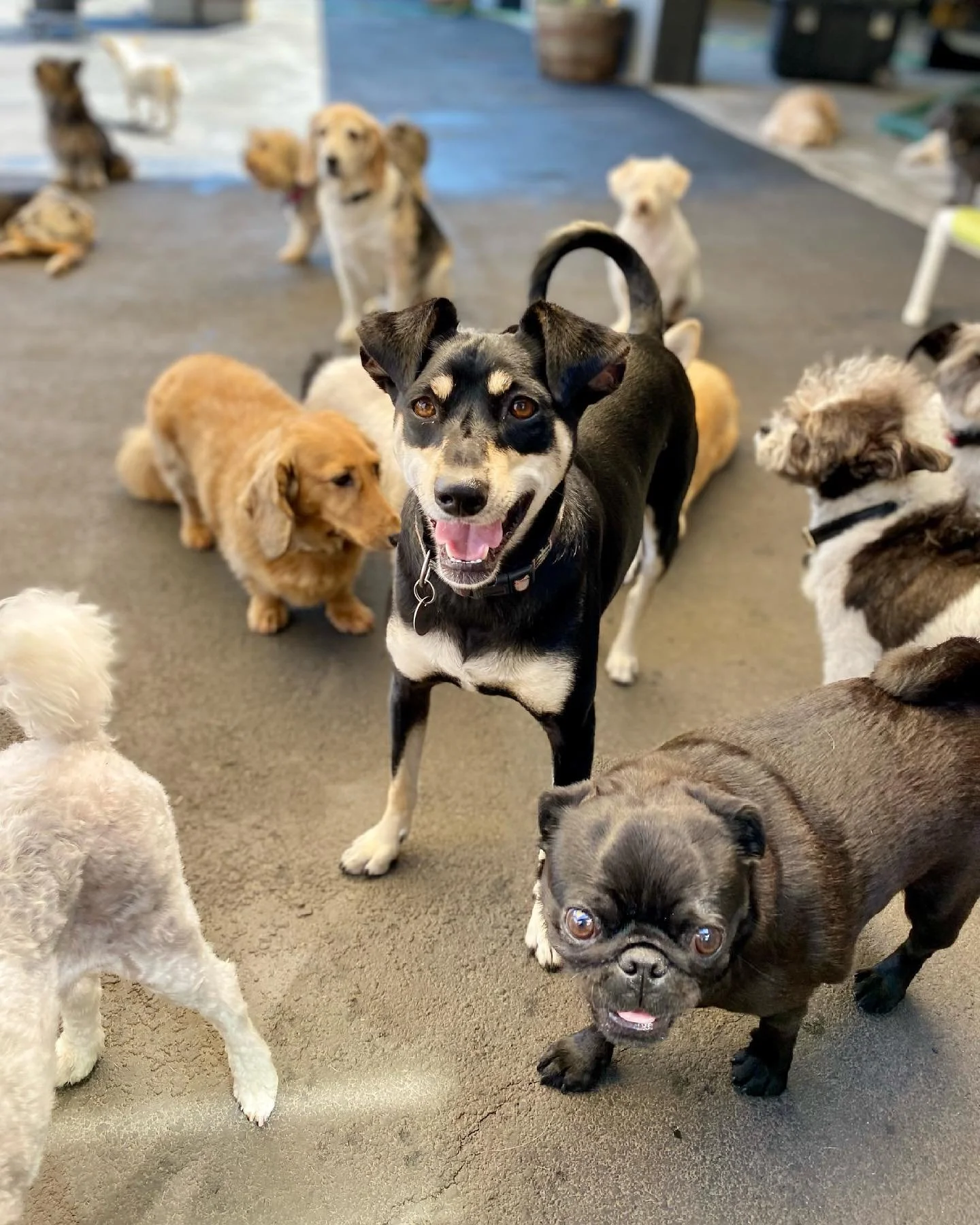 A group of dogs of various breeds and sizes inside a building, with one black and tan dog in the center smiling at the camera.