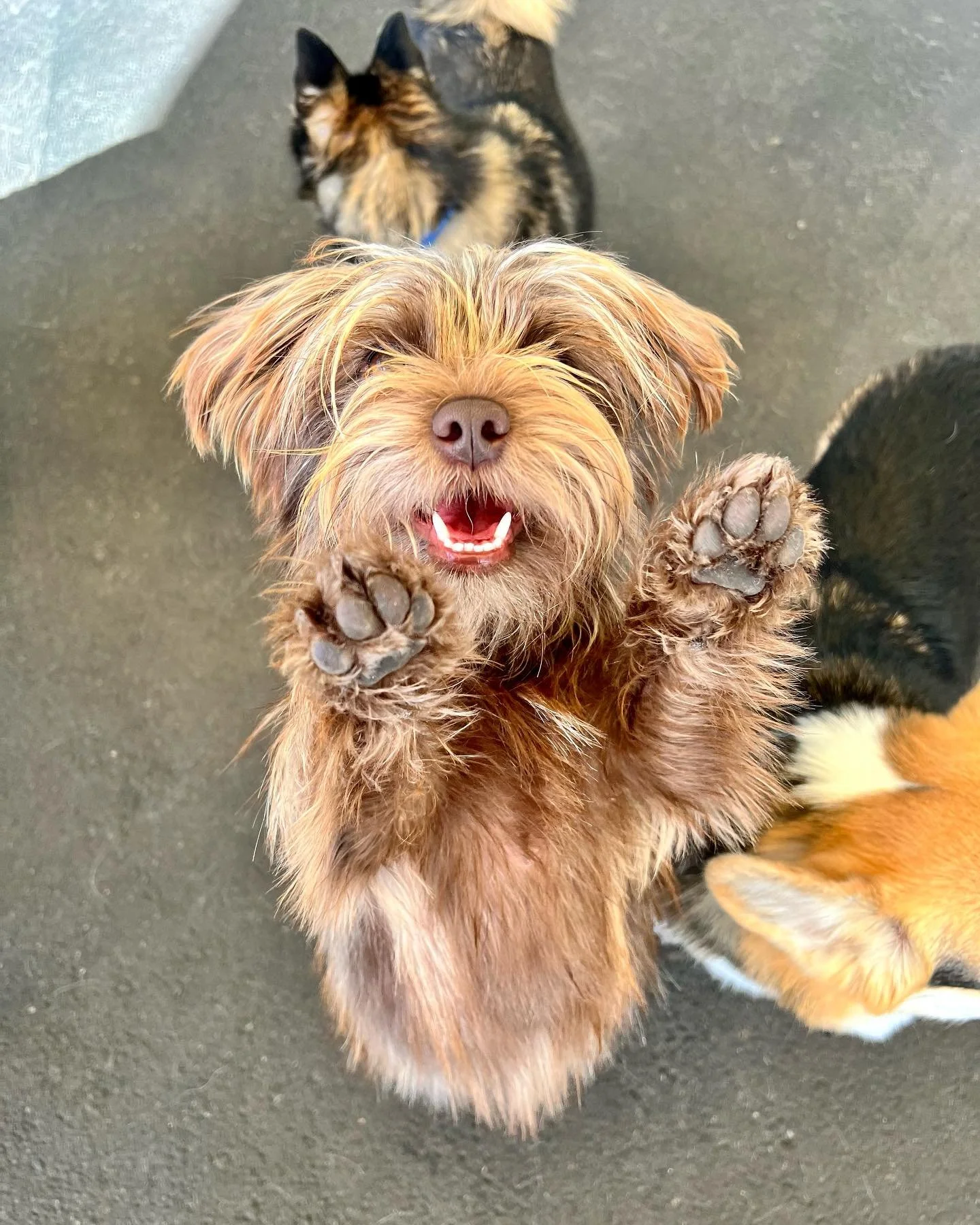 A happy small brown dog with a scruffy coat, holding its paws up towards the camera, with a joyful expression and slightly opened mouth showing teeth. In the background, there is a calico cat with black, orange, and white fur, sitting on a gray floor