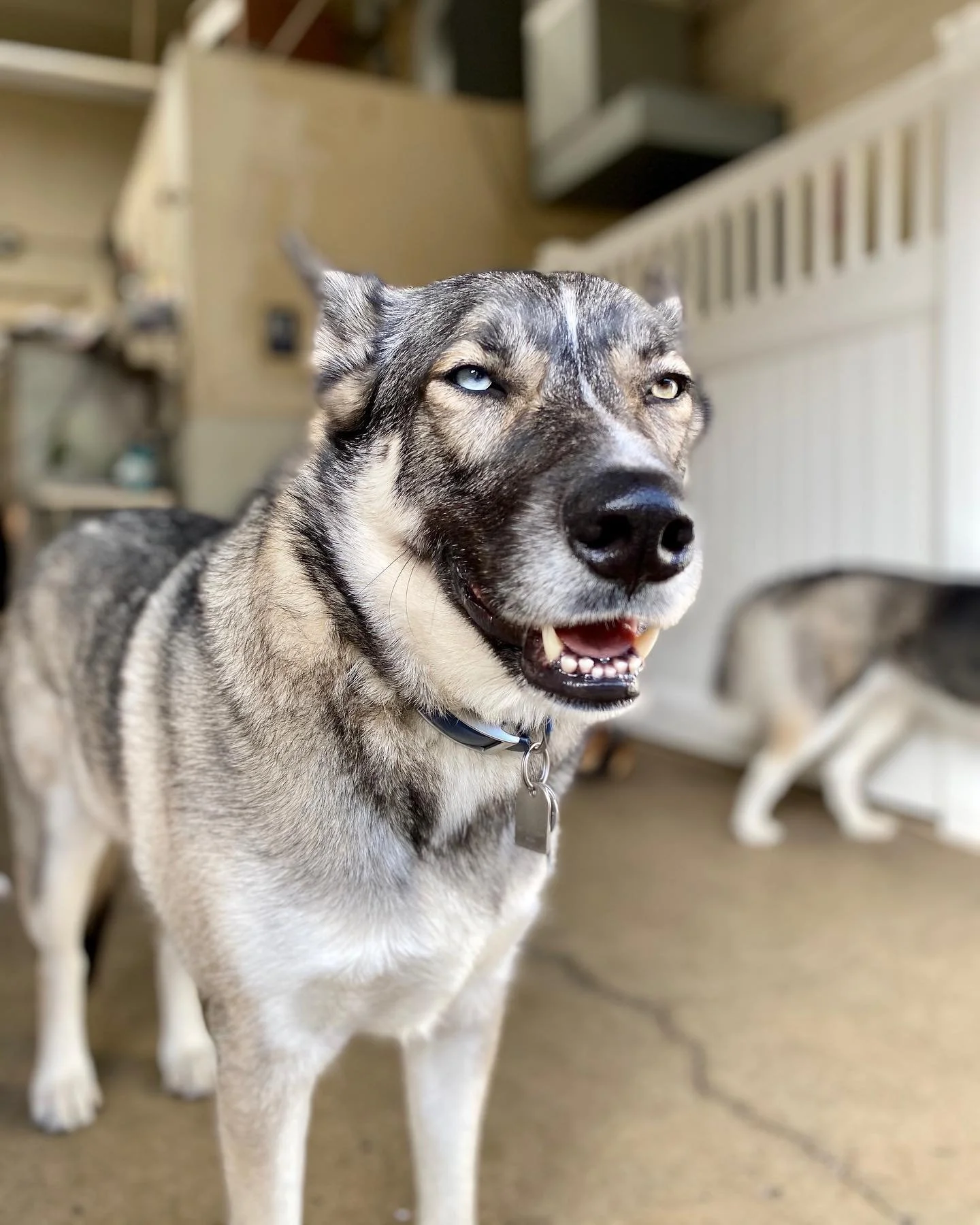 Close-up of a Husky dog with one eye blue and the other eye yellow, standing indoors near a white pet crate and a dog bed.