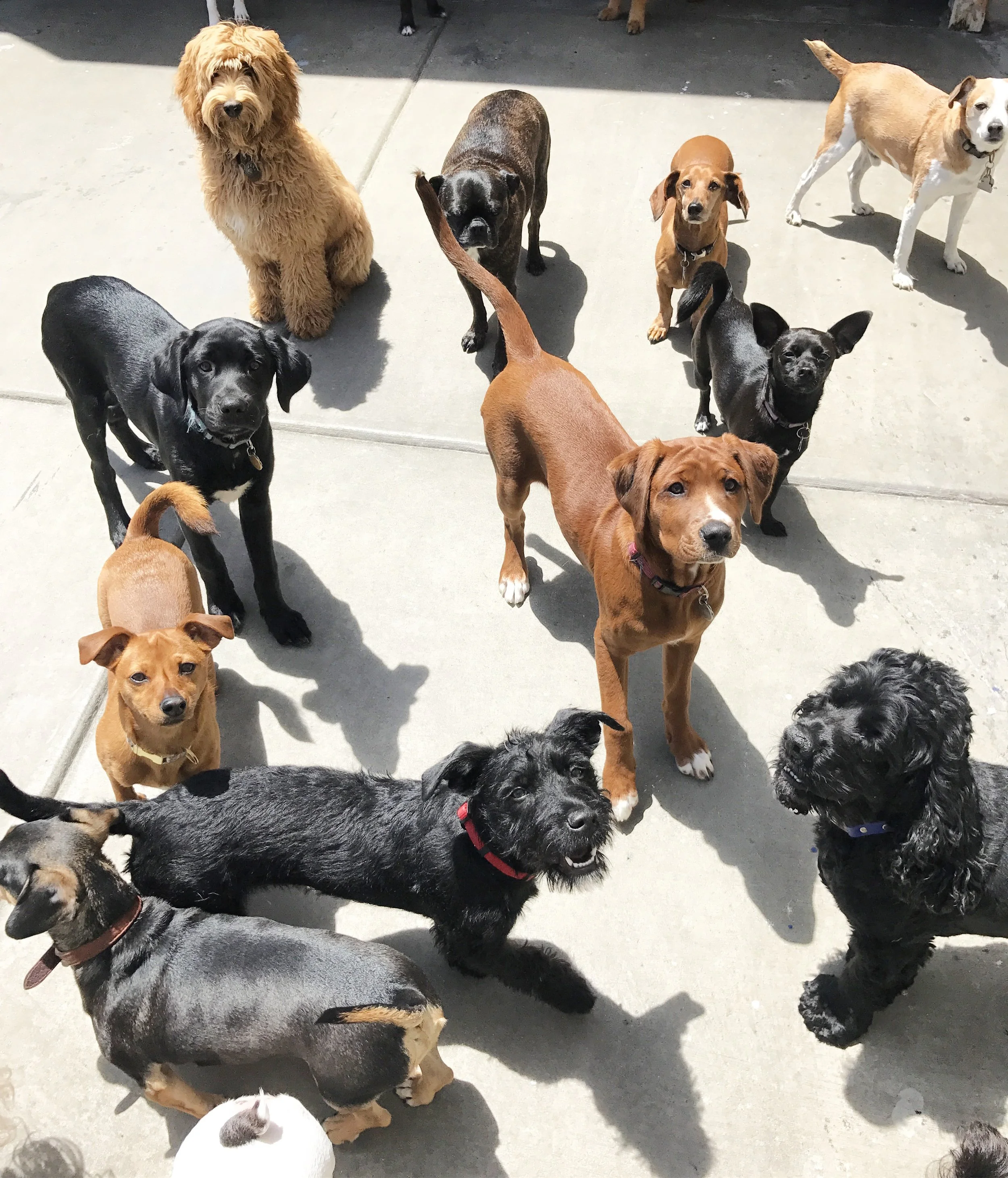 A group of diverse dogs of different breeds and sizes standing on a paved surface outdoors.