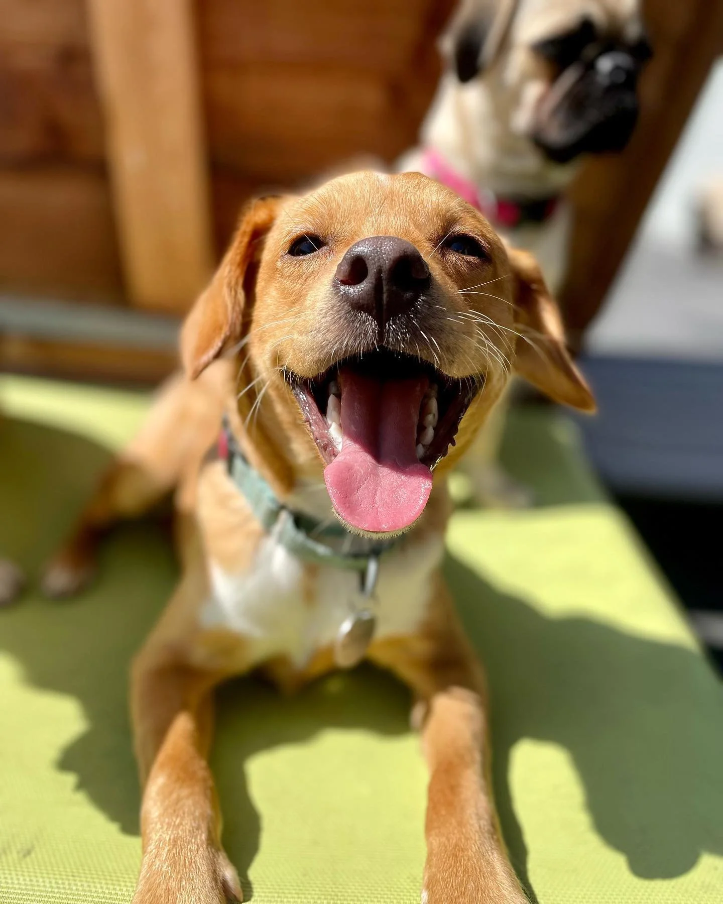 A happy, tan-colored dog sitting on a green surface, with its mouth open, tongue out, and eyes slightly squinted. Background includes wooden furniture and some bags.