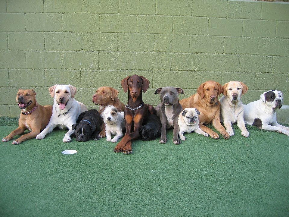 Group of ten dogs of various breeds lying on green artificial turf against a beige wall.