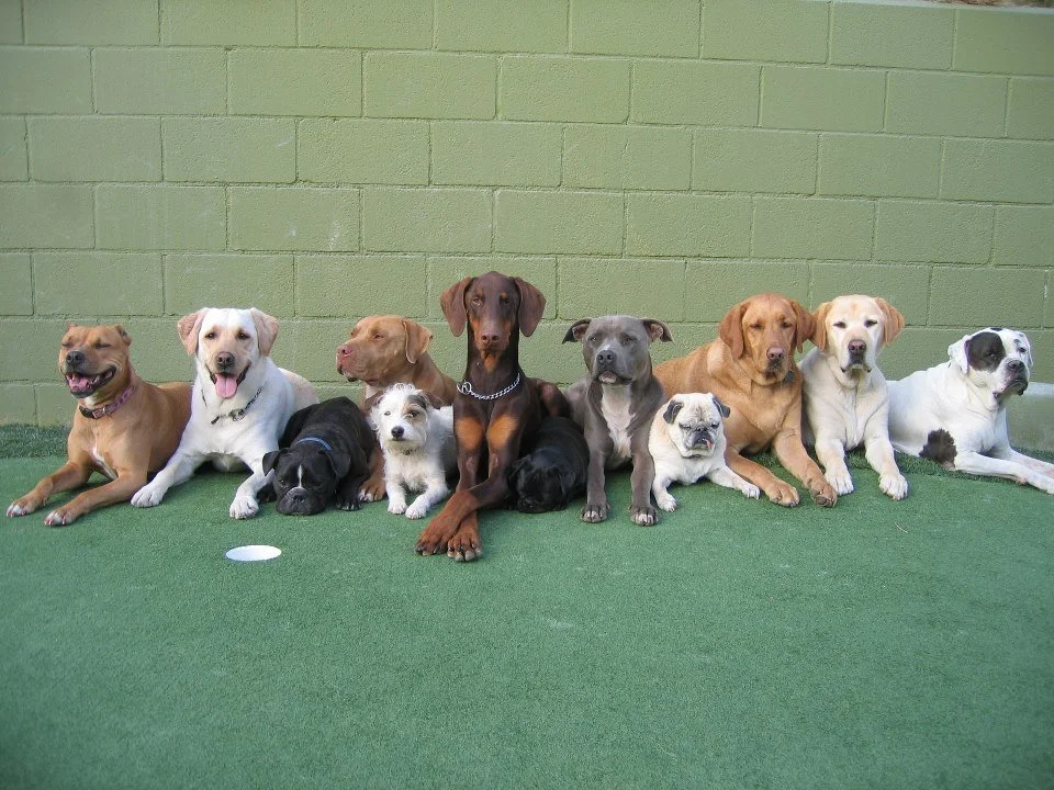 West La Dogs- Small Dog Building