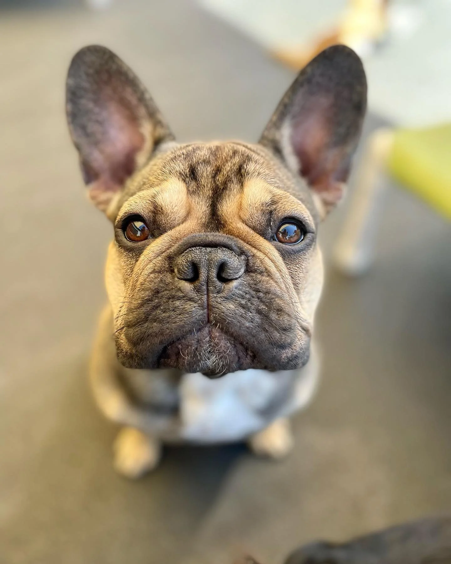 Close-up of a French Bulldog looking up at the camera with large ears and expressive eyes on a neutral background.