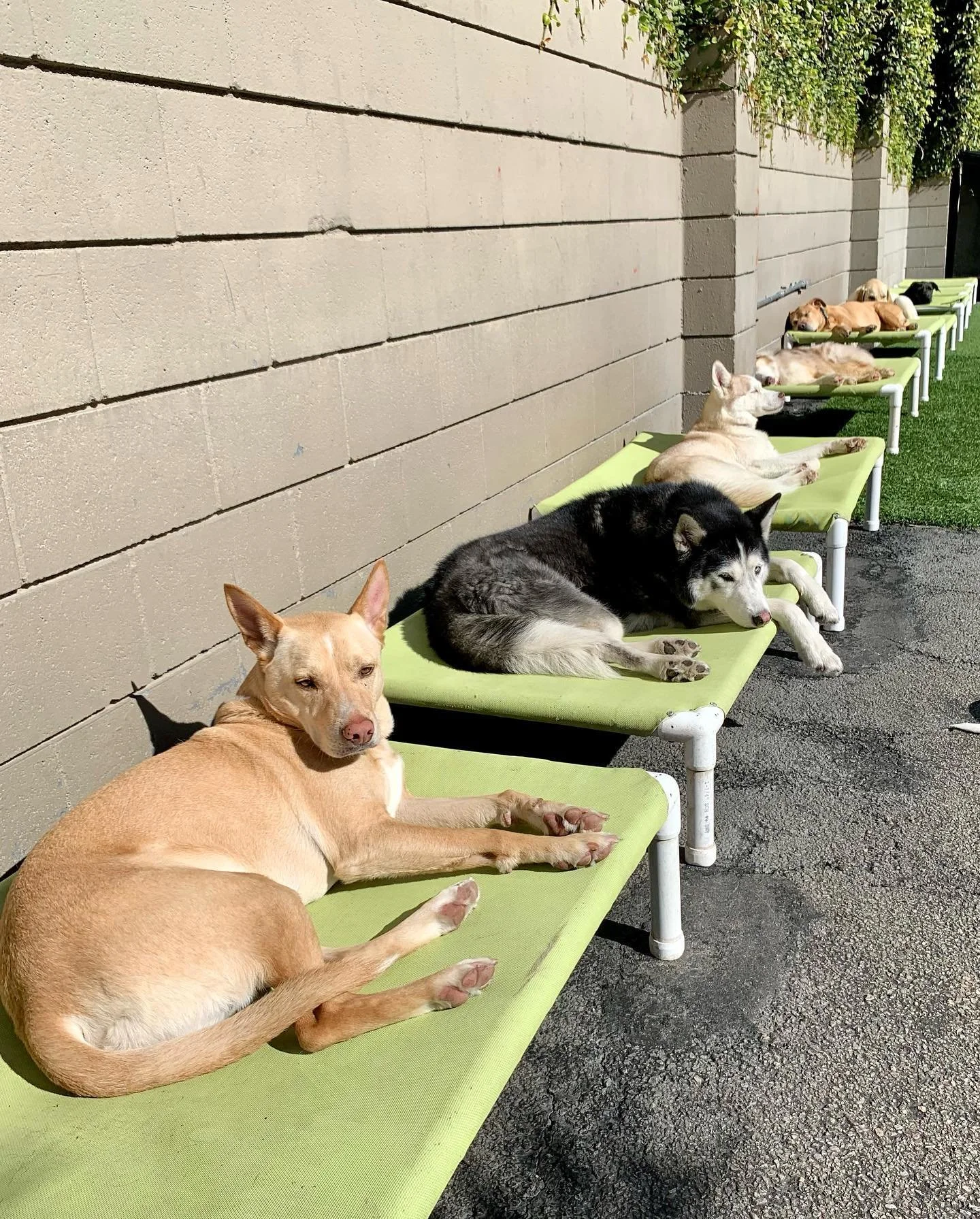 Multiple dogs lying on green lounge chairs outdoors against a beige brick wall, some sleeping and others resting in sunlight.