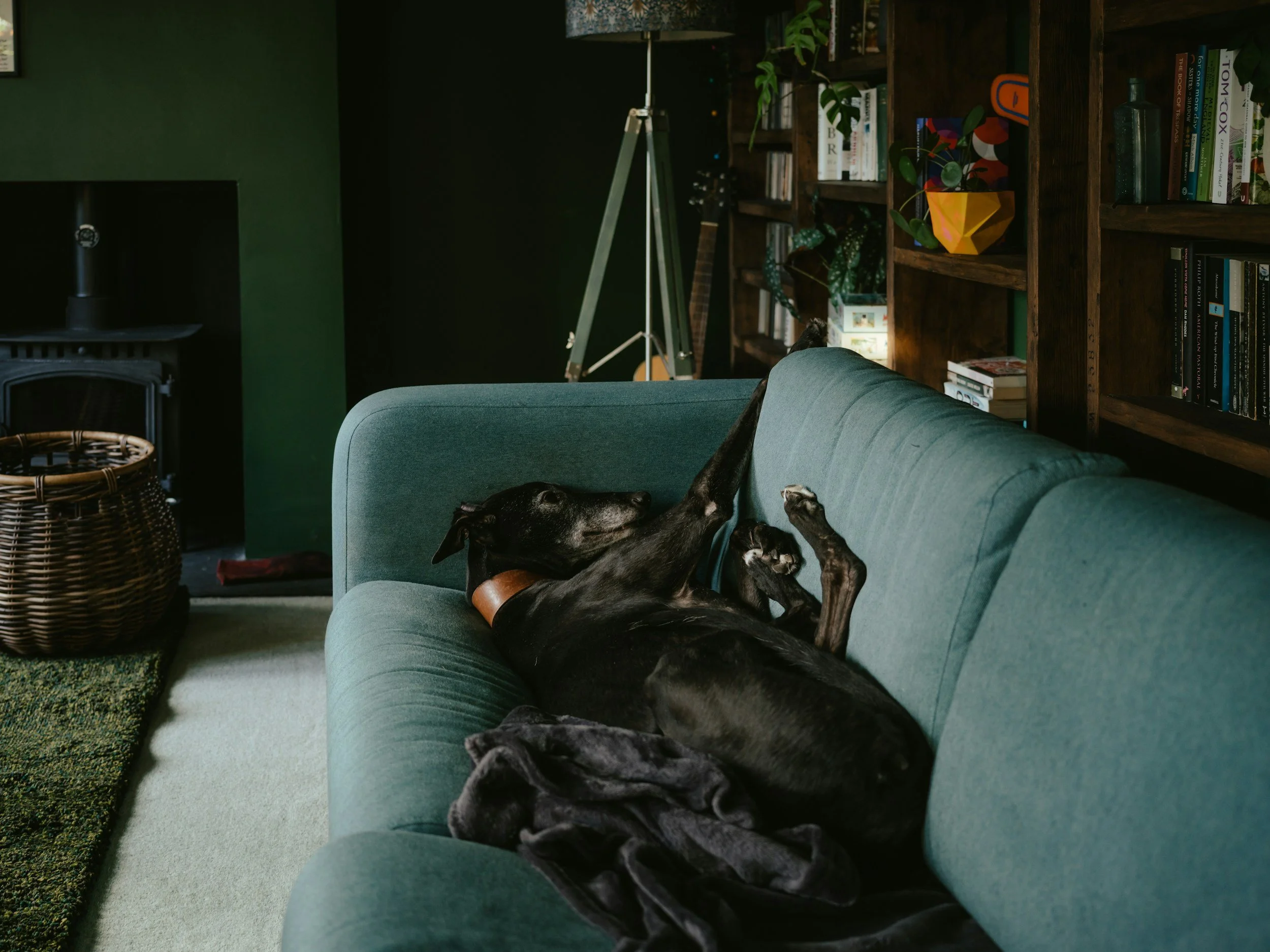 A black dog lying on a teal sofa with paws up in a relaxed pose. Neurodivergent queer LGBTQ trans nonbinary therapy, trauma therapy, emdr somatic therapy, nonbinary therapy, autism adhd, nashville, knoxville, memphis Tennessee TN.