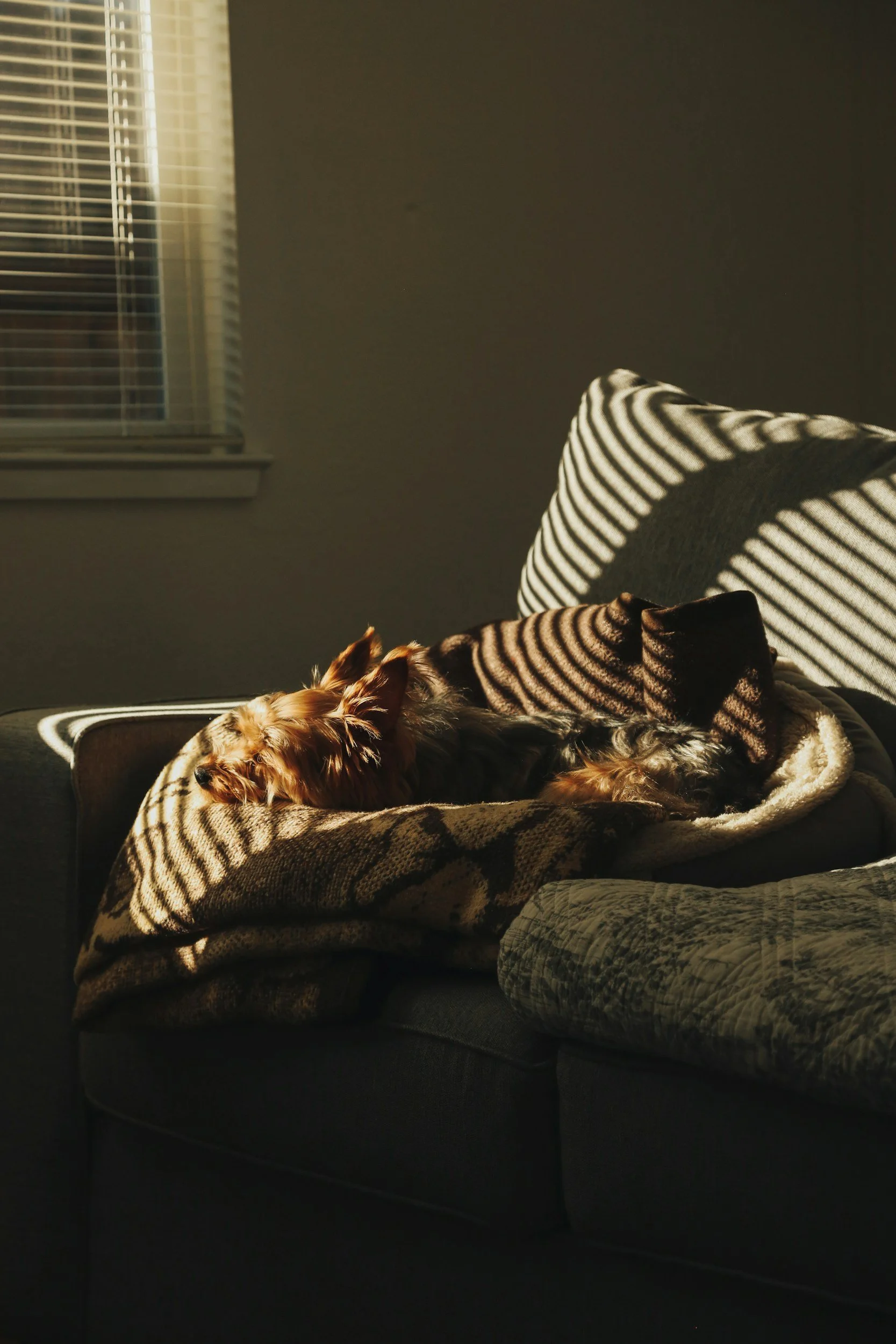 A dog resting on a blanket on a couch, with sunlight creating striped shadows Neurodivergent queer LGBTQ trans nonbinary therapy, trauma therapy, emdr somatic therapy, nonbinary therapy, autism adhd, nashville, knoxville, memphis Tennessee TN.