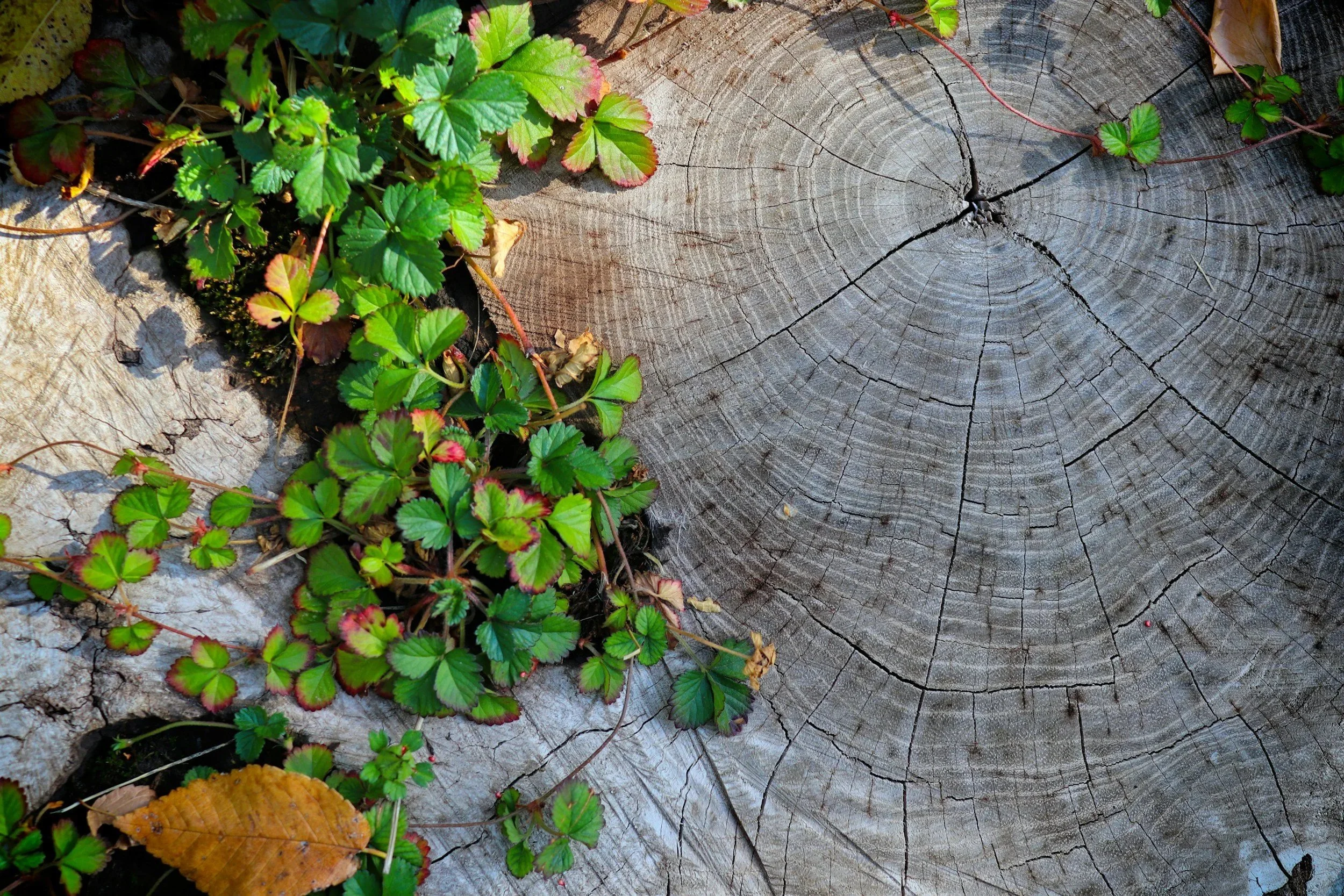 IFS Informed EMDR: A Trauma-Informed Approach to Healing