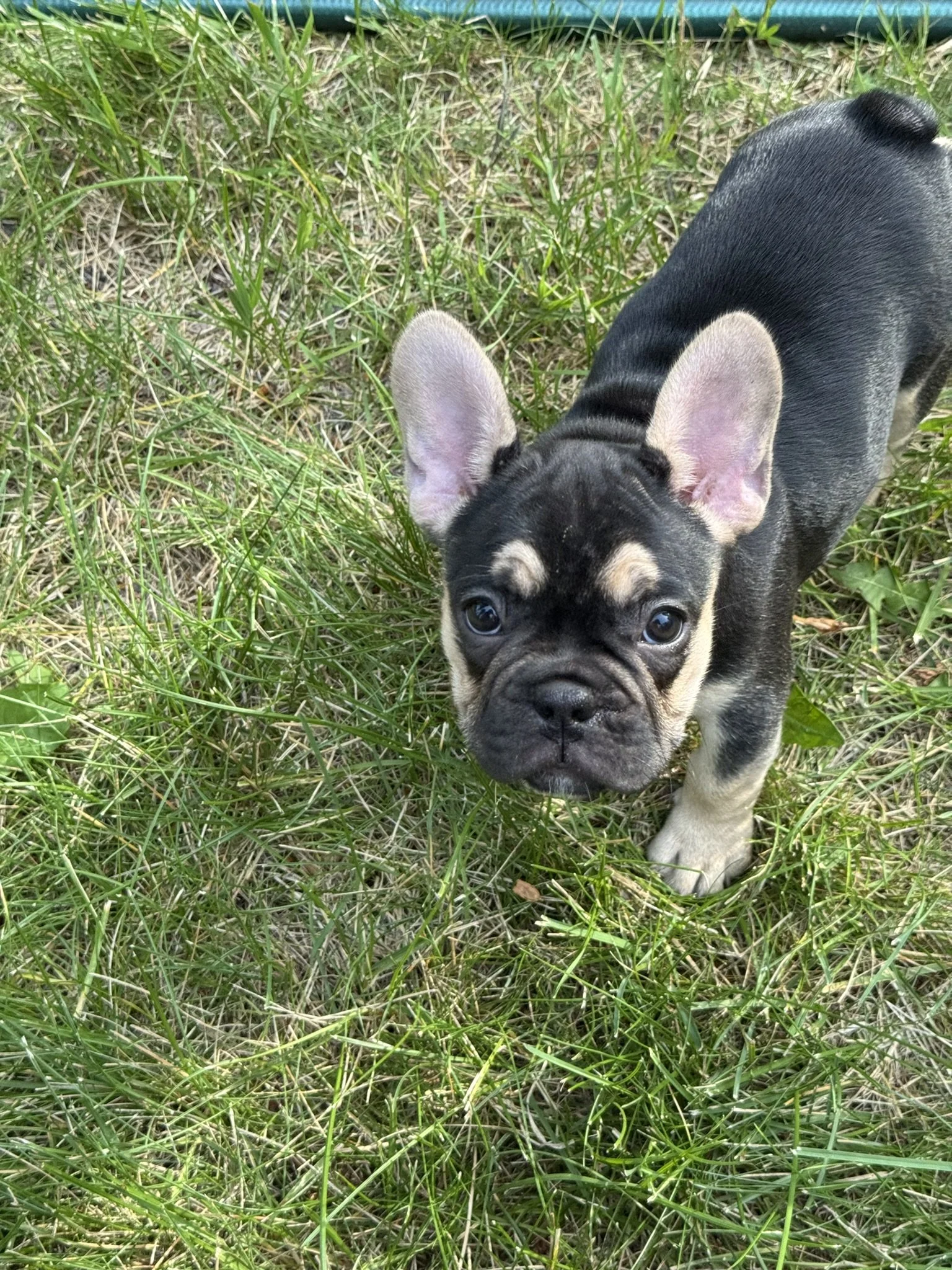 A black and white French Bulldog puppy with large erect ears and a wrinkled face walking through tall grass.
