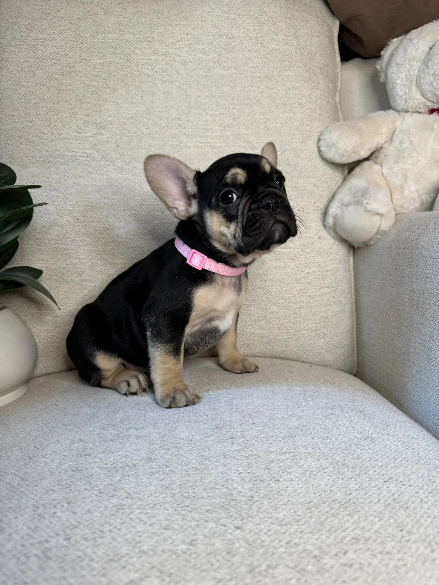 A cute French Bulldog puppy with a pink collar sitting on a light-colored sofa, looking upward.