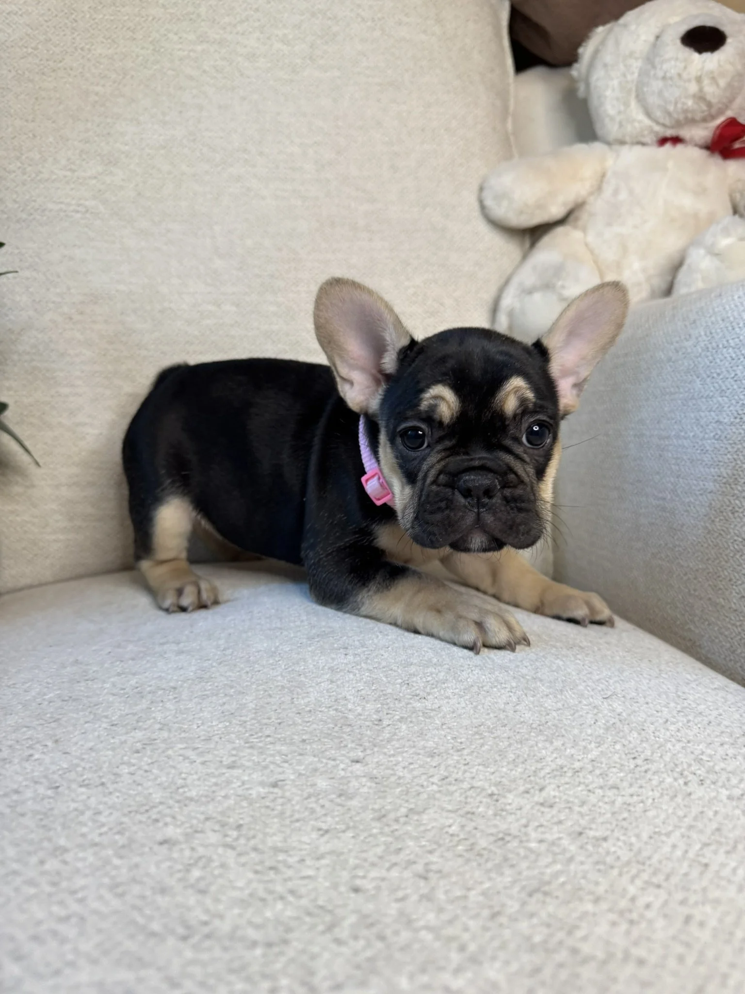 A black and tan French Bulldog puppy with large ears and a pink collar, sitting on a light-colored fabric sofa with a white teddy bear in the background.