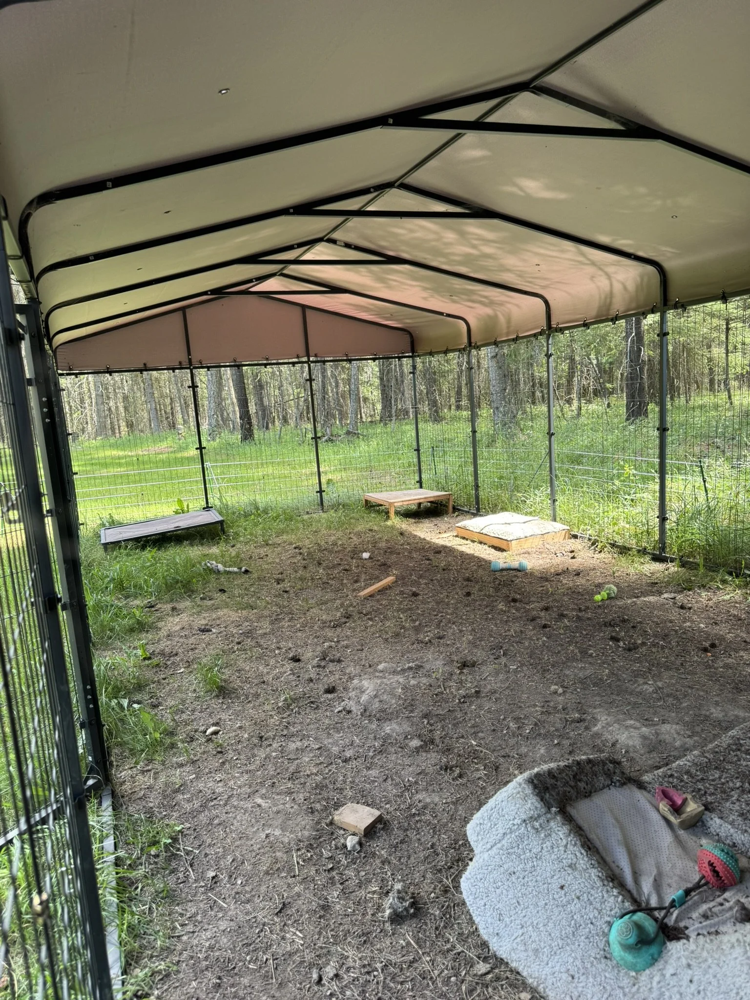 Inside view of a fenced outdoor enclosure with a brown dirt ground, some scattered toys and a small wooden platform, surrounded by trees and greenery.