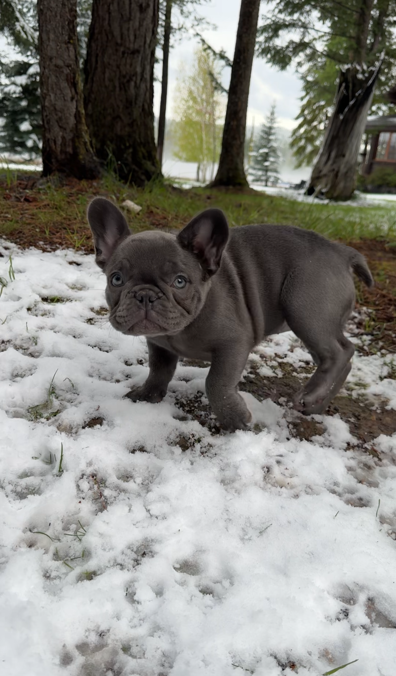 A gray French Bulldog puppy standing on snow-covered ground outdoors near trees, with a forested background and a lake or river visible in the distance.