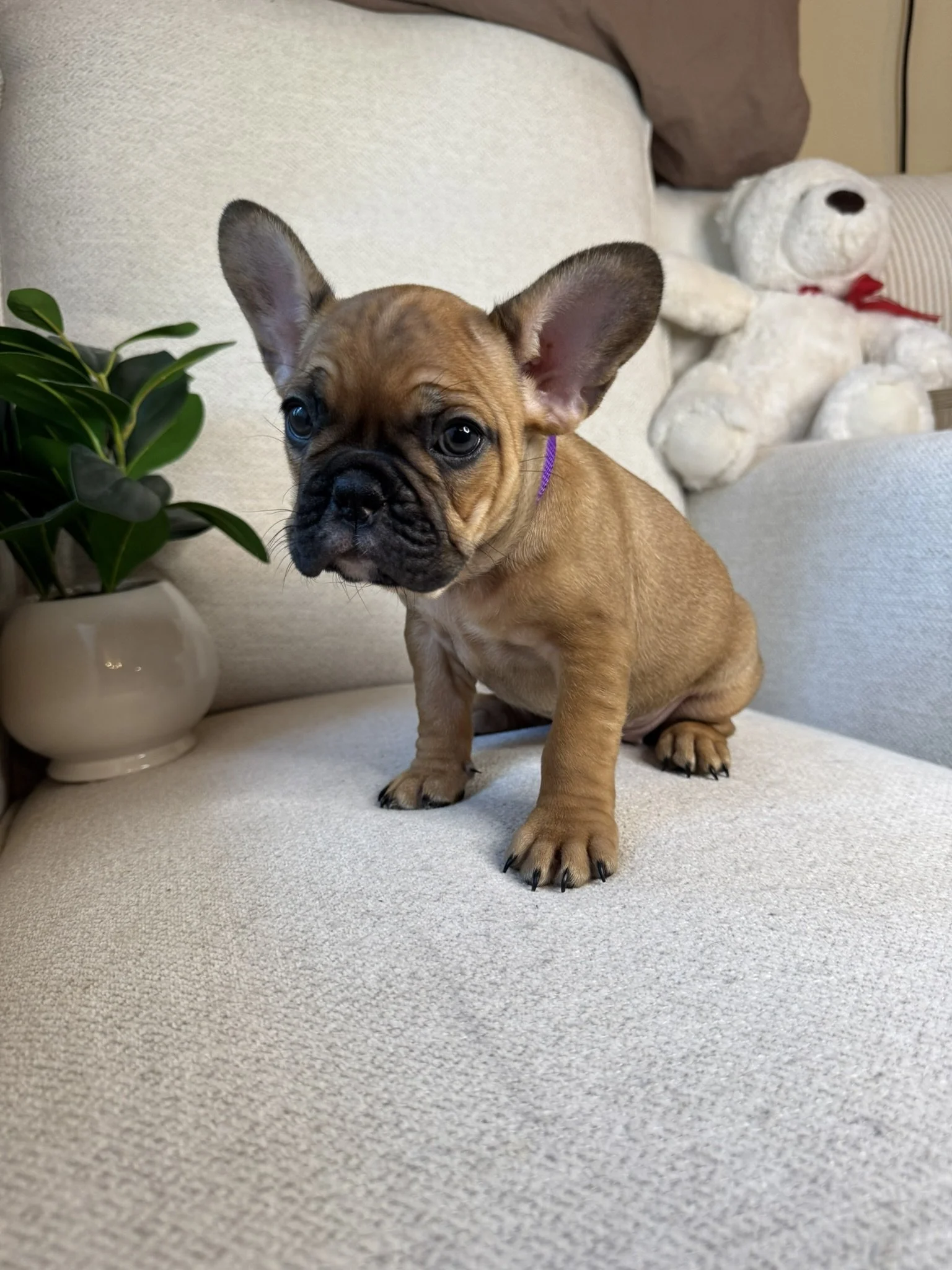 A tan French Bulldog puppy with large ears, dark eyes, and a black nose sitting on a beige sofa, next to a green potted plant and a stuffed white dog with a red ribbon.