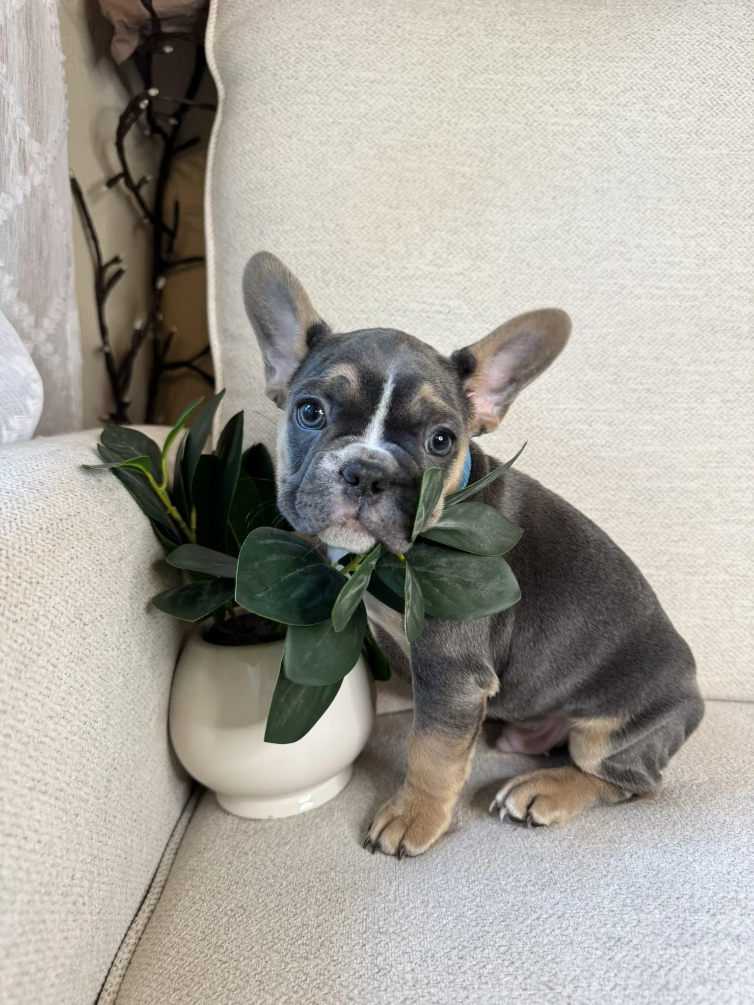 A puppy with a gray and black coat and big ears laying on a beige couch beside a potted plant with dark green leaves.
