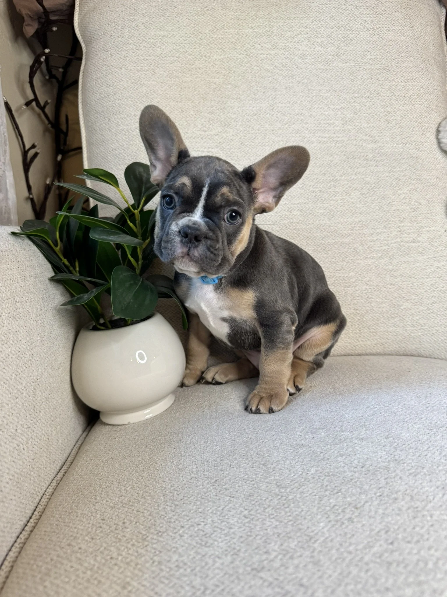 A puppy with large ears, one winking eye, and a blue collar sitting on a beige couch next to a potted plant with dark green leaves.