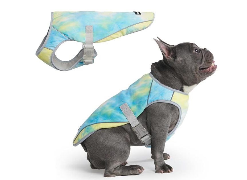 A black French Bulldog wearing a colorful, tie-dye style harness with matching leash attached, sitting on a white background.