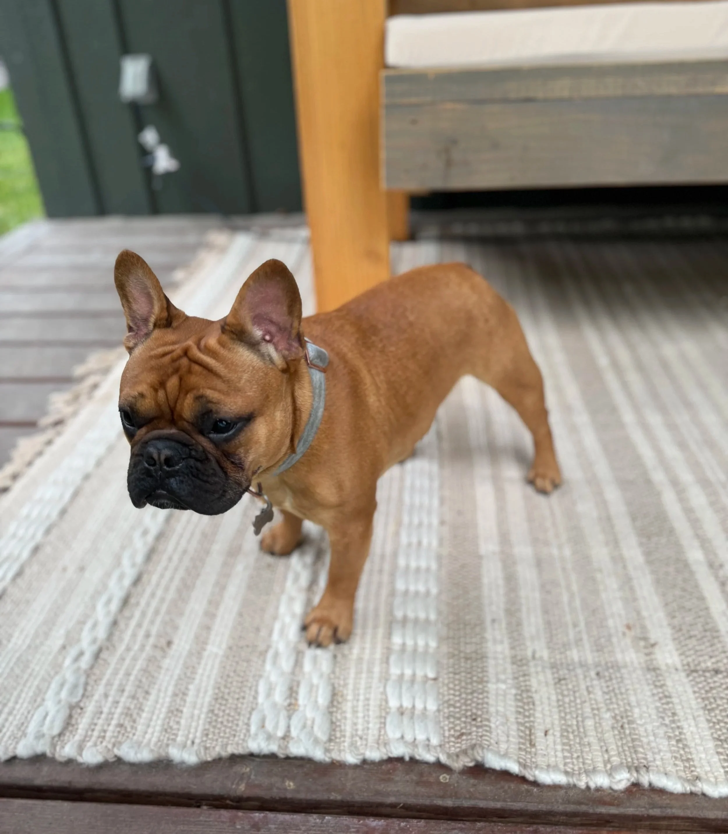 A brown French Bulldog with a black nose and large ears standing on a striped outdoor rug. Part of a wooden table and green outdoor wall are visible in the background.