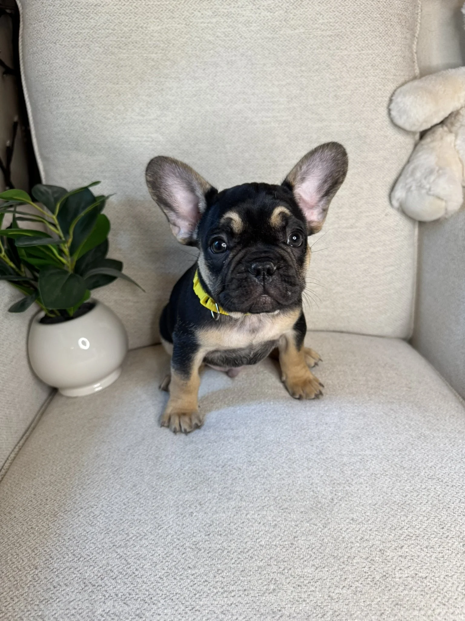 A young French Bulldog puppy with black and tan fur, sitting on a beige carpeted chair, looking at the camera. There is a green houseplant in a white pot on the left and a decorative wall hanging on the right.