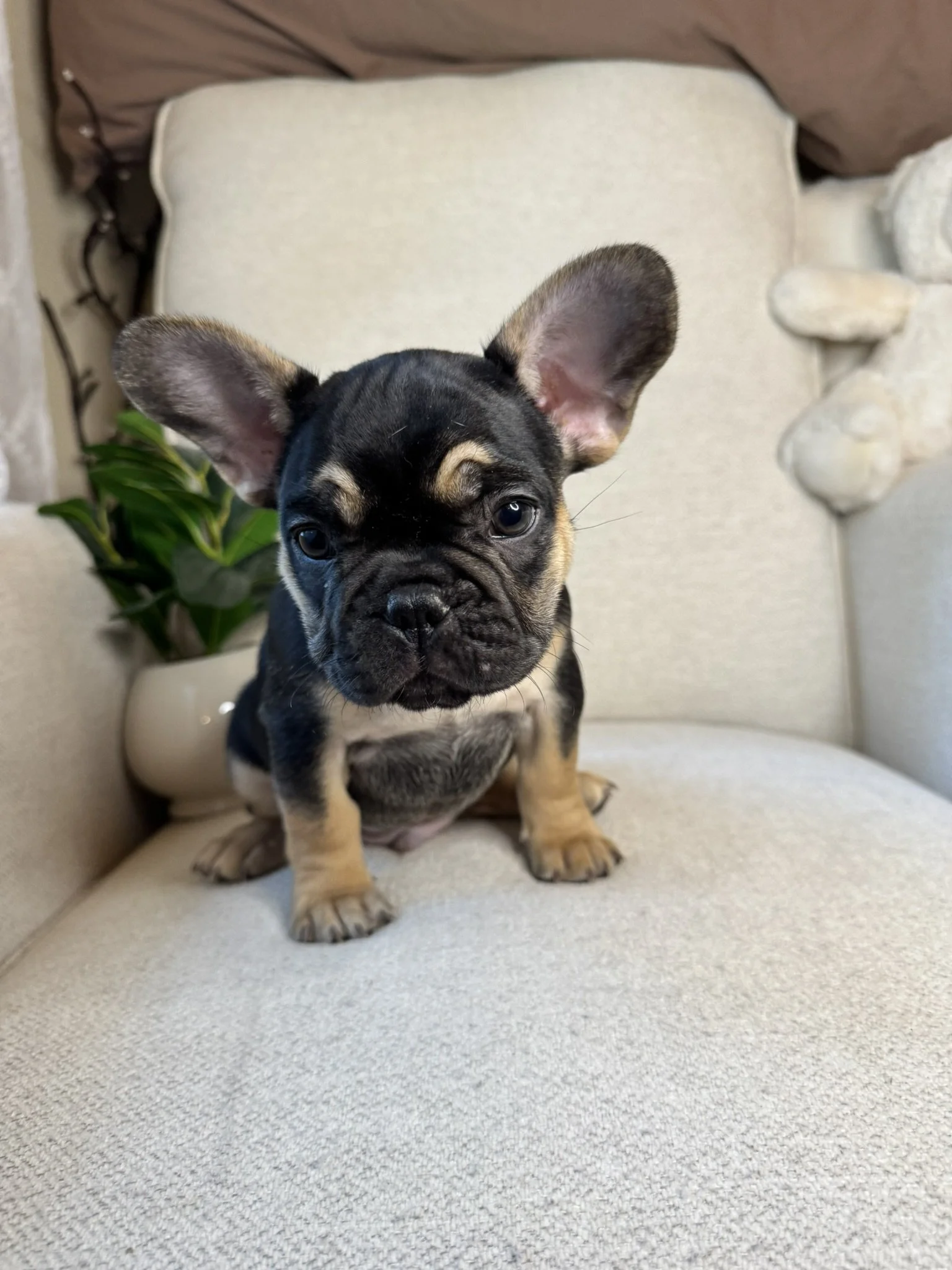 A cute puppy with black and tan fur, large ears, and expressive eyes sitting on a beige sofa with a plant and decorative objects in the background.