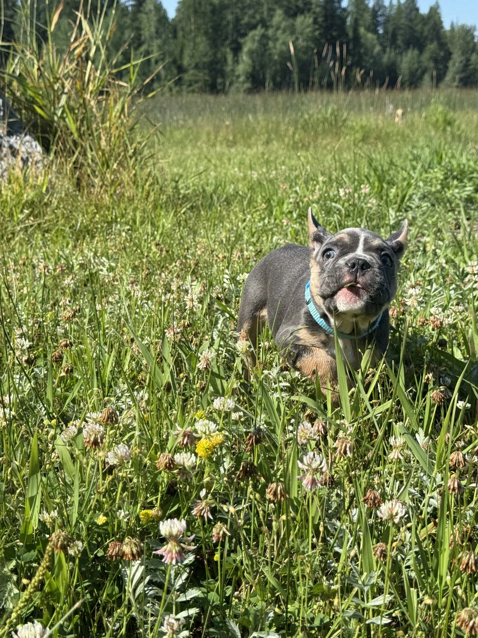 A small, gray and black puppy with a blue collar running through a grassy field with wildflowers, trees in the background, under a clear sky.
