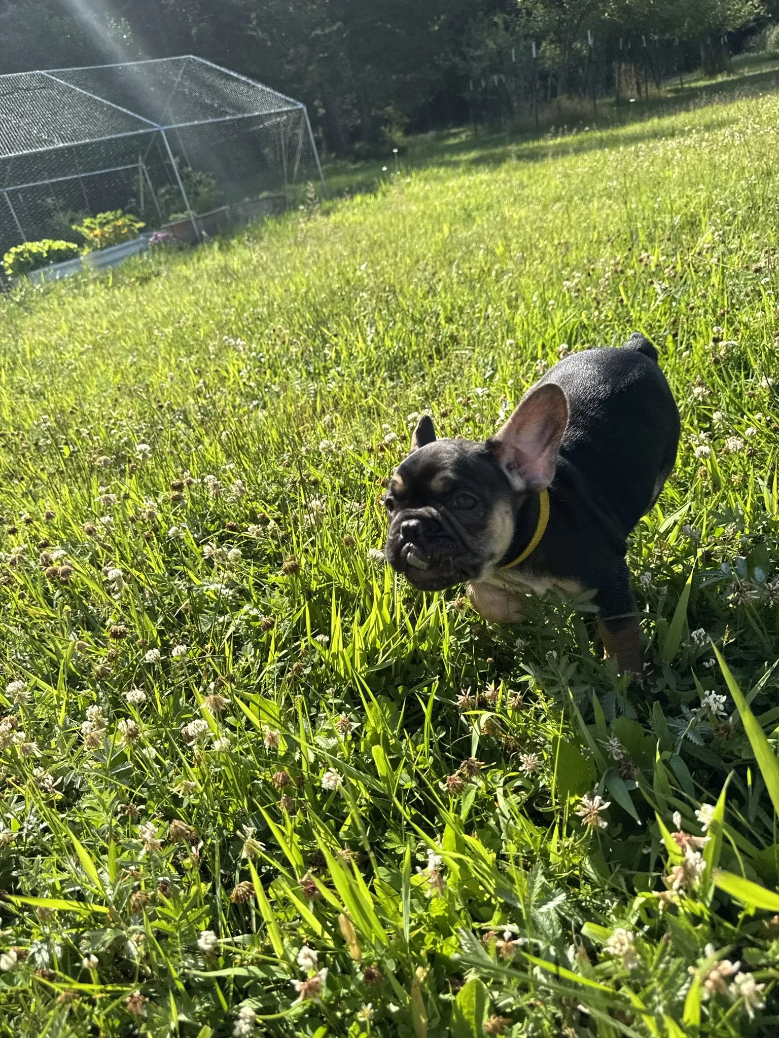 A small black and tan French Bulldog puppy in a grassy field with white clover flowers, with a chain-link fence and trees in the background on a sunny day.