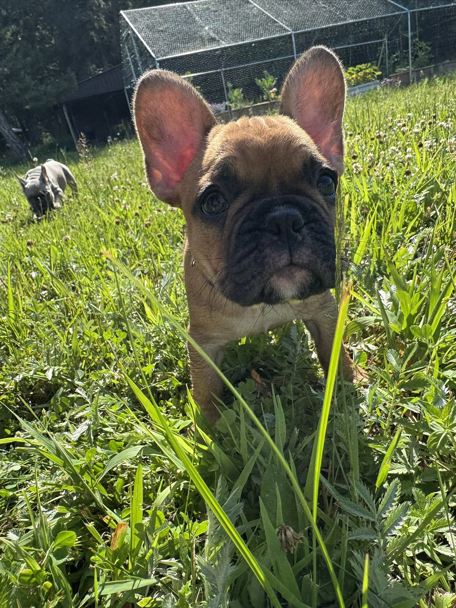 Close-up of a French Bulldog puppy in green grass with a rural fence and shed in the background.
