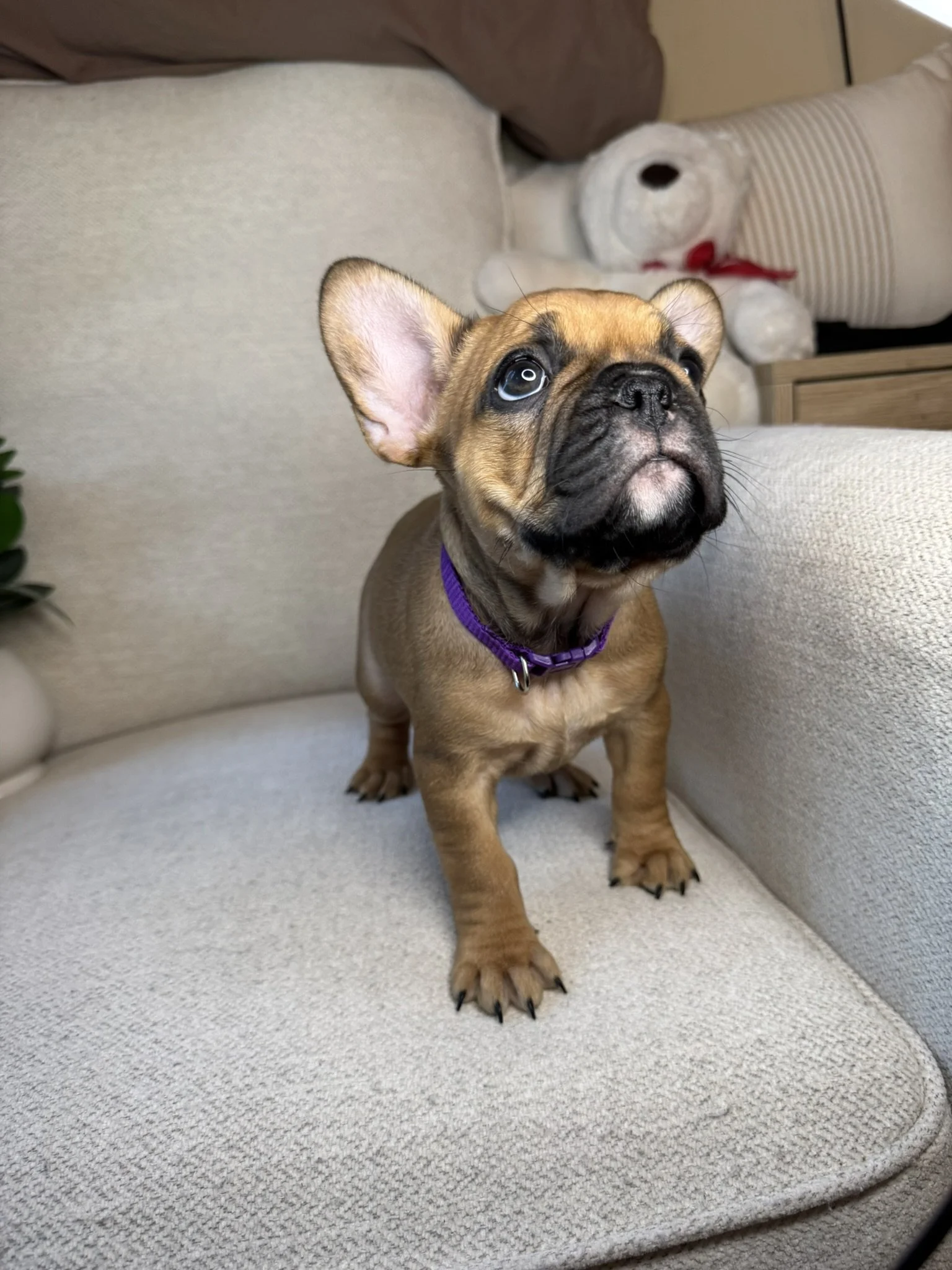 A small brown French Bulldog puppy with large ears and a purple collar sitting on a beige couch with a teddy bear in the background.