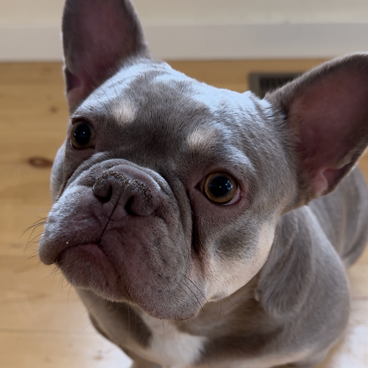 Close-up of a French Bulldog with a gray and white coat, looking into the camera, with a wooden floor and wall in the background.