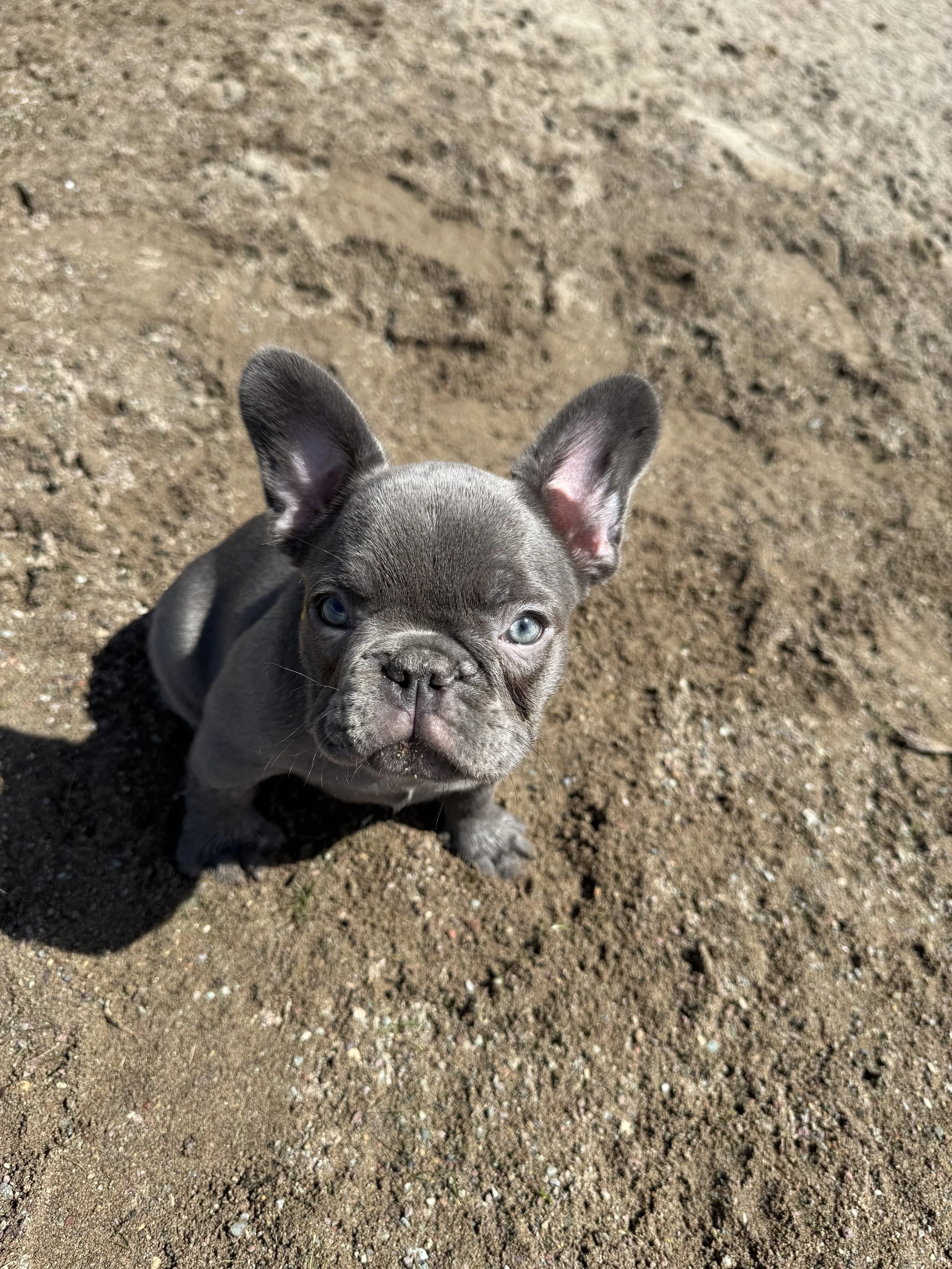 A gray French Bulldog puppy with blue eyes looking up, standing on dirt ground.