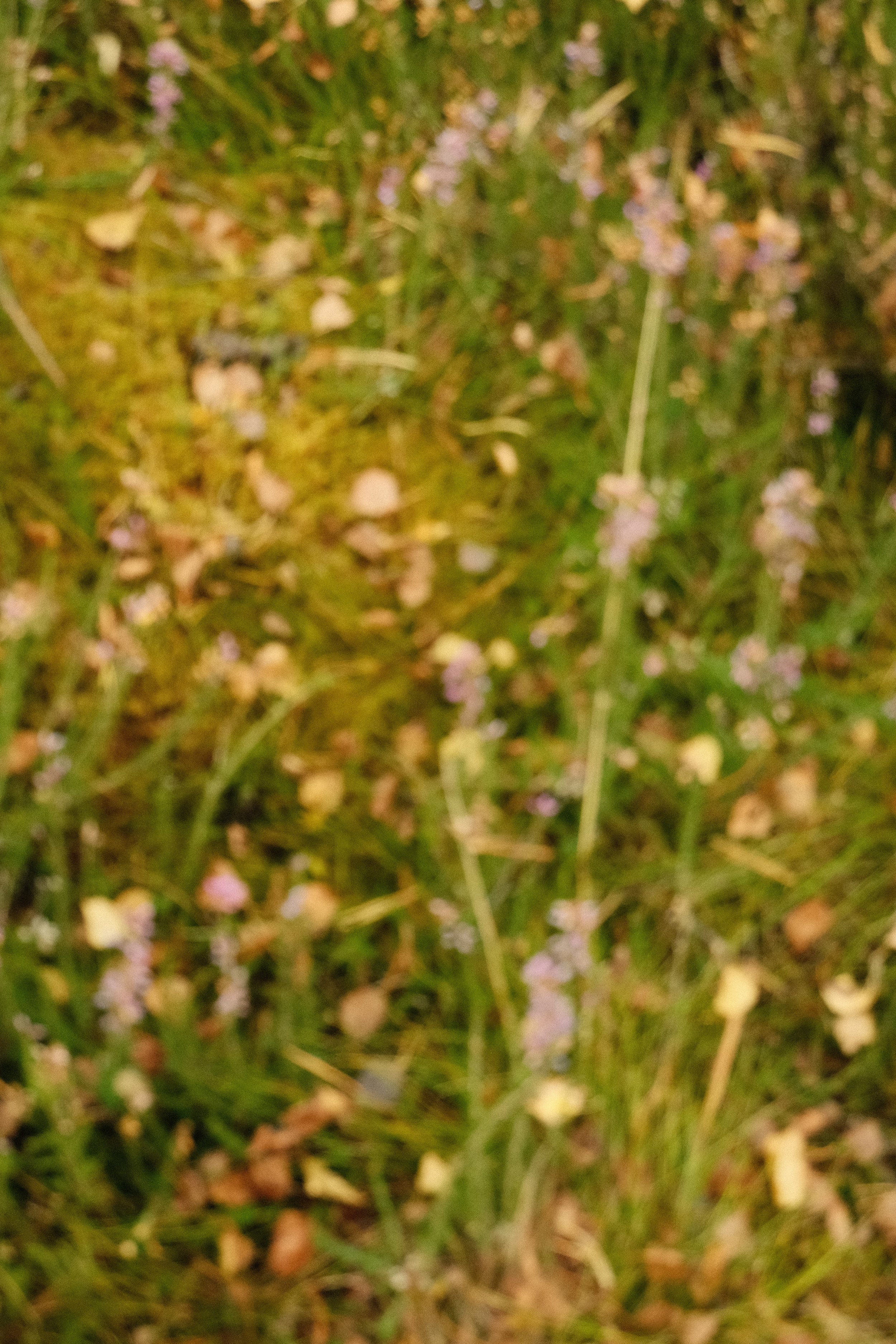 DSCF1318.JPG