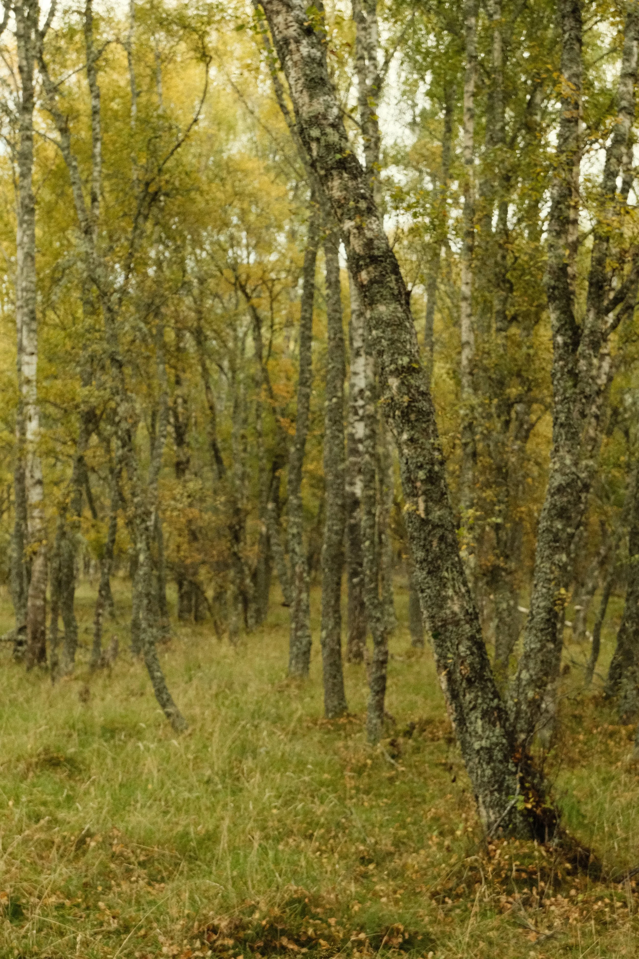 Birch woodland