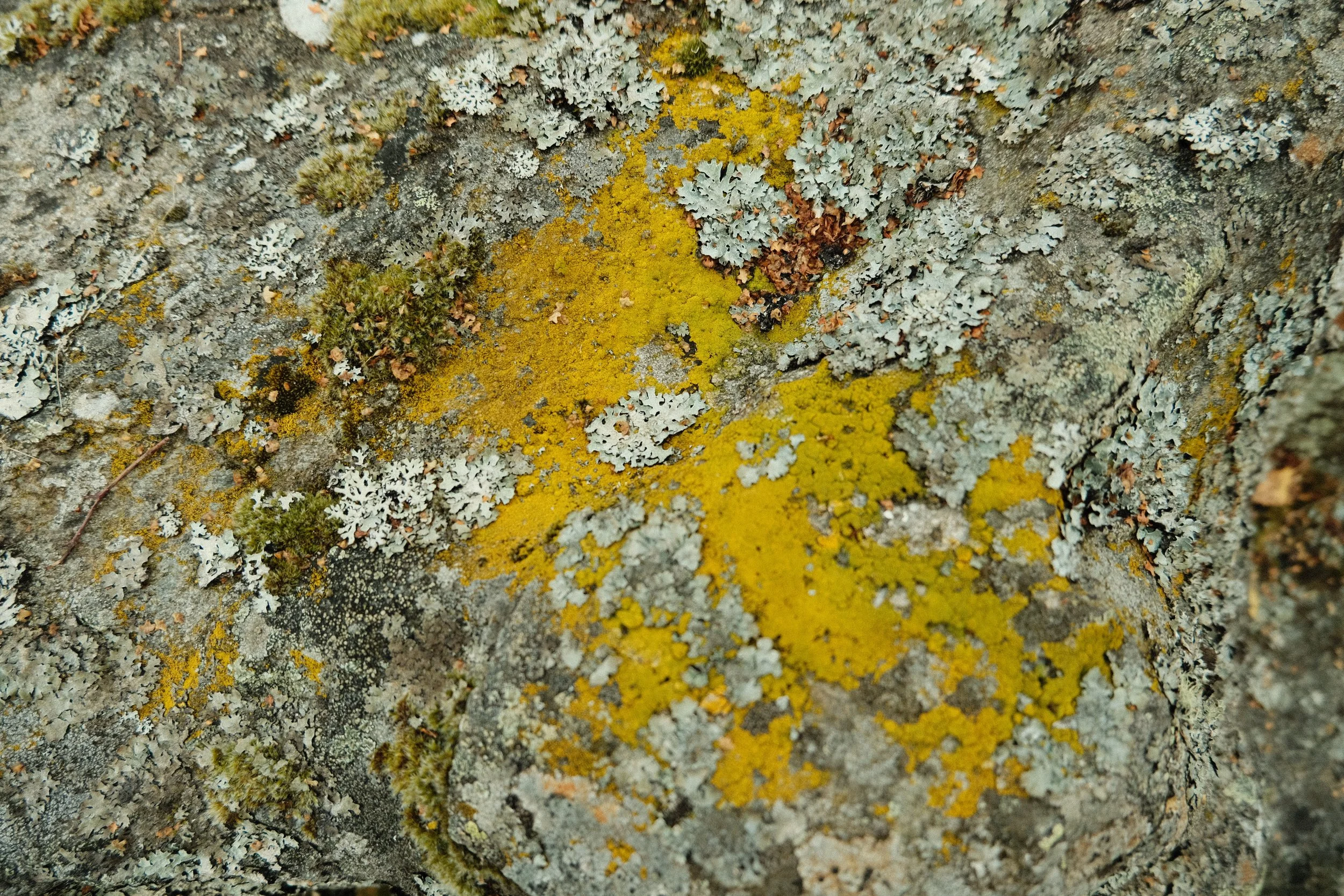 DSCF1382.JPG