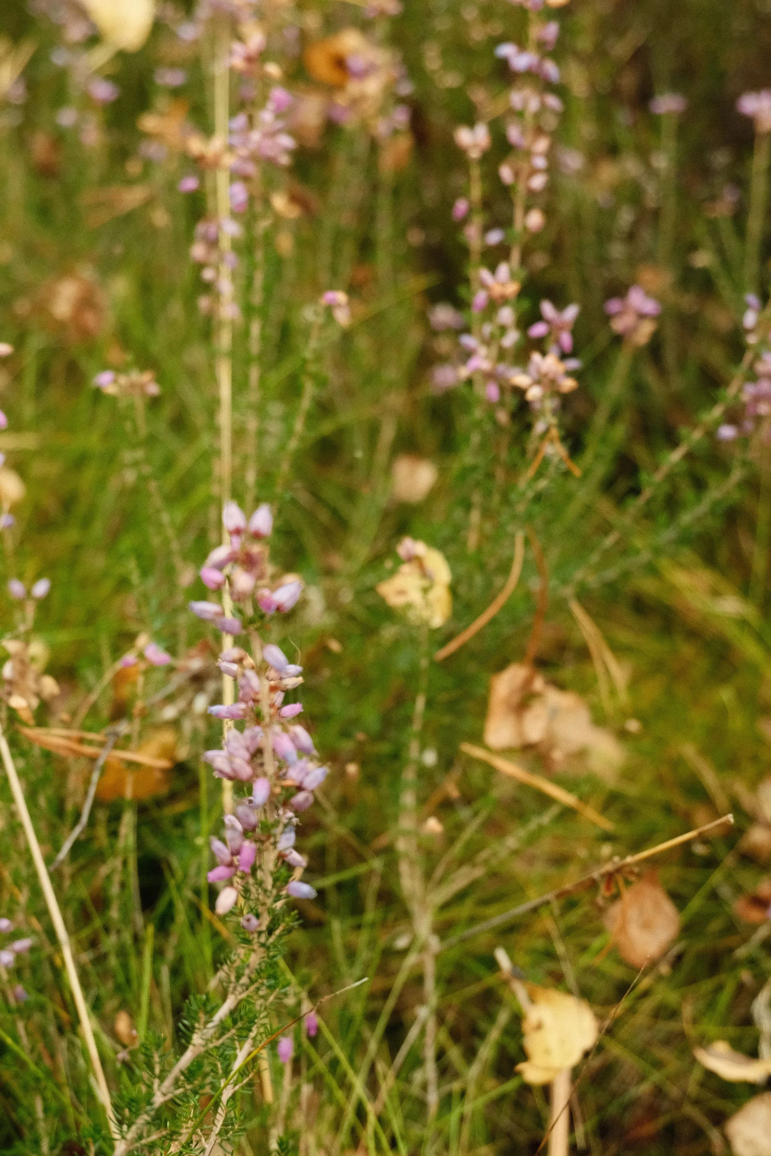 DSCF1319.JPG
