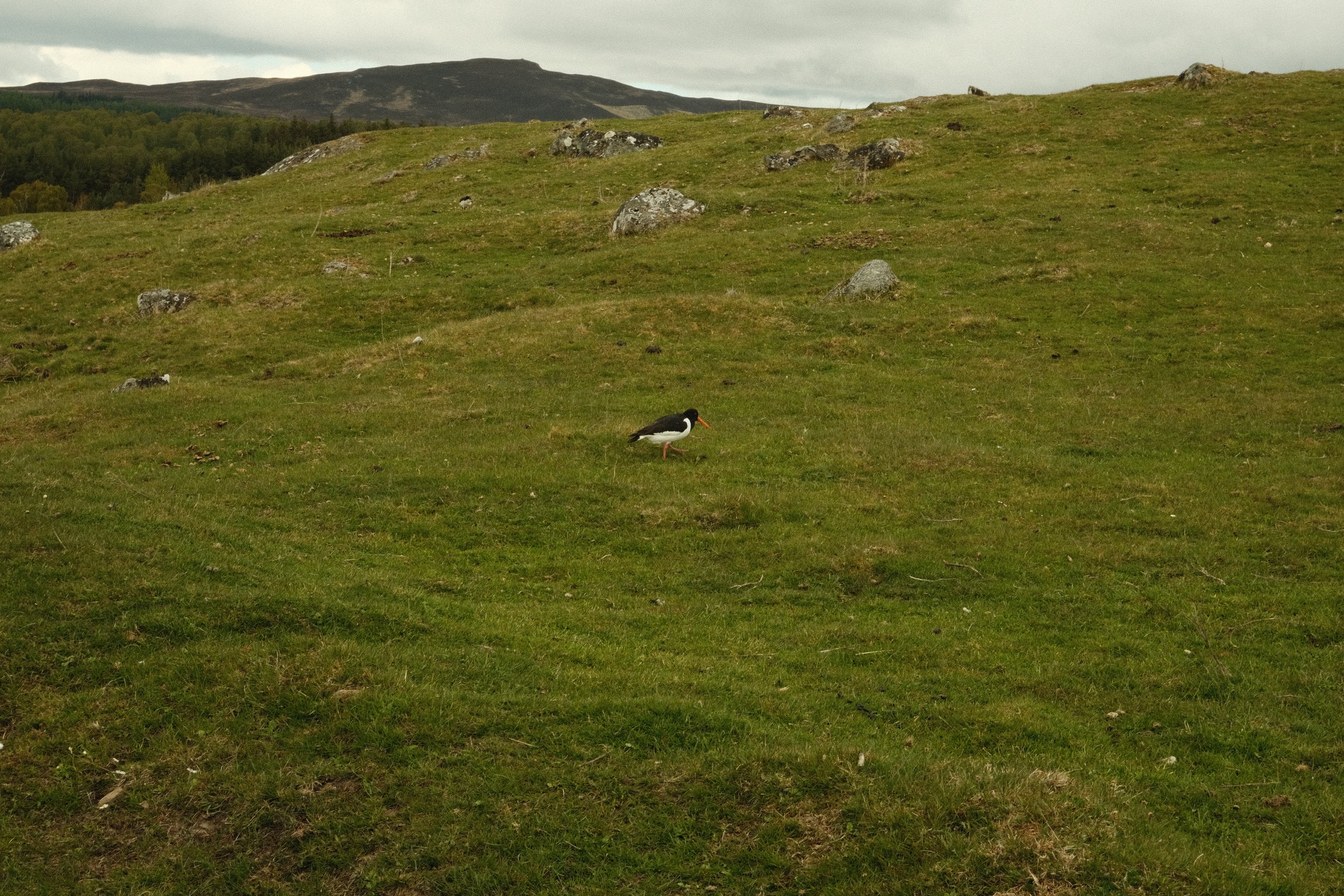 DSCF4188.JPG