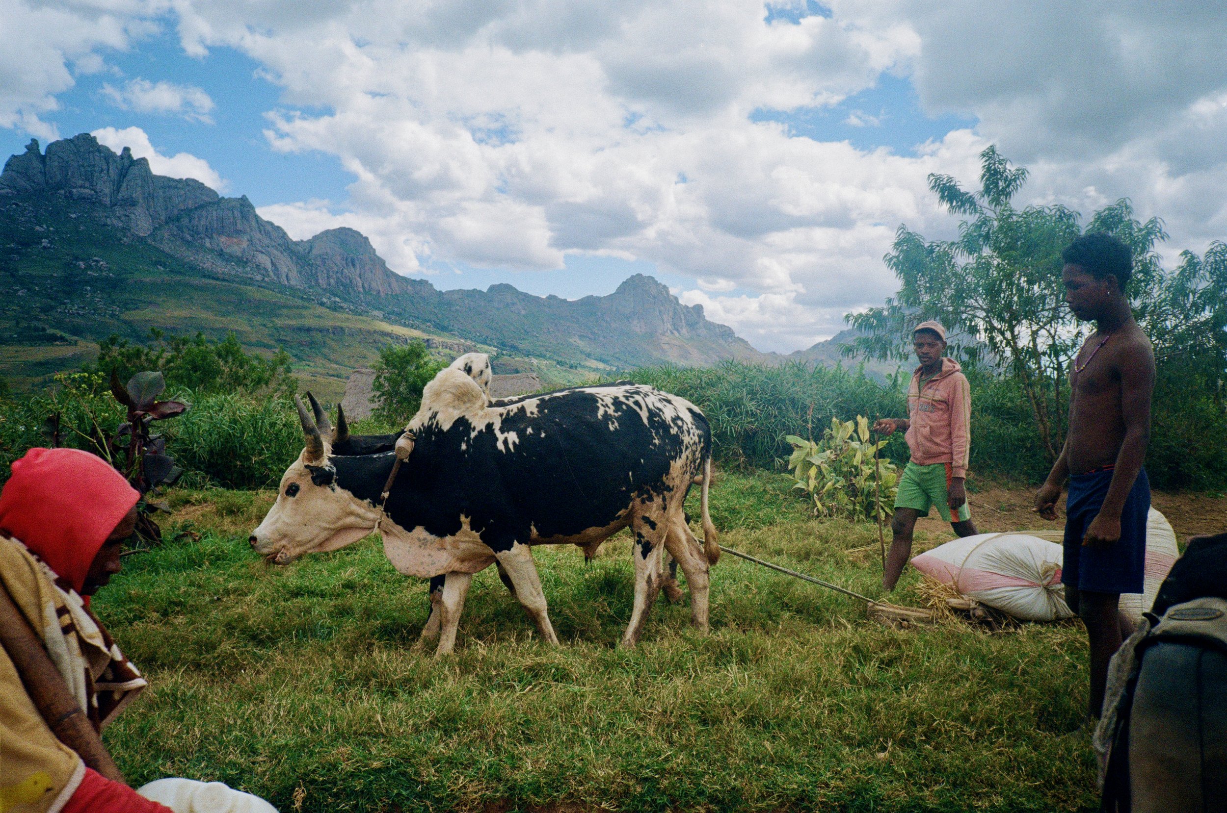 Two men walking among cattle on a grassy field with mountains and cloudy sky in the background.